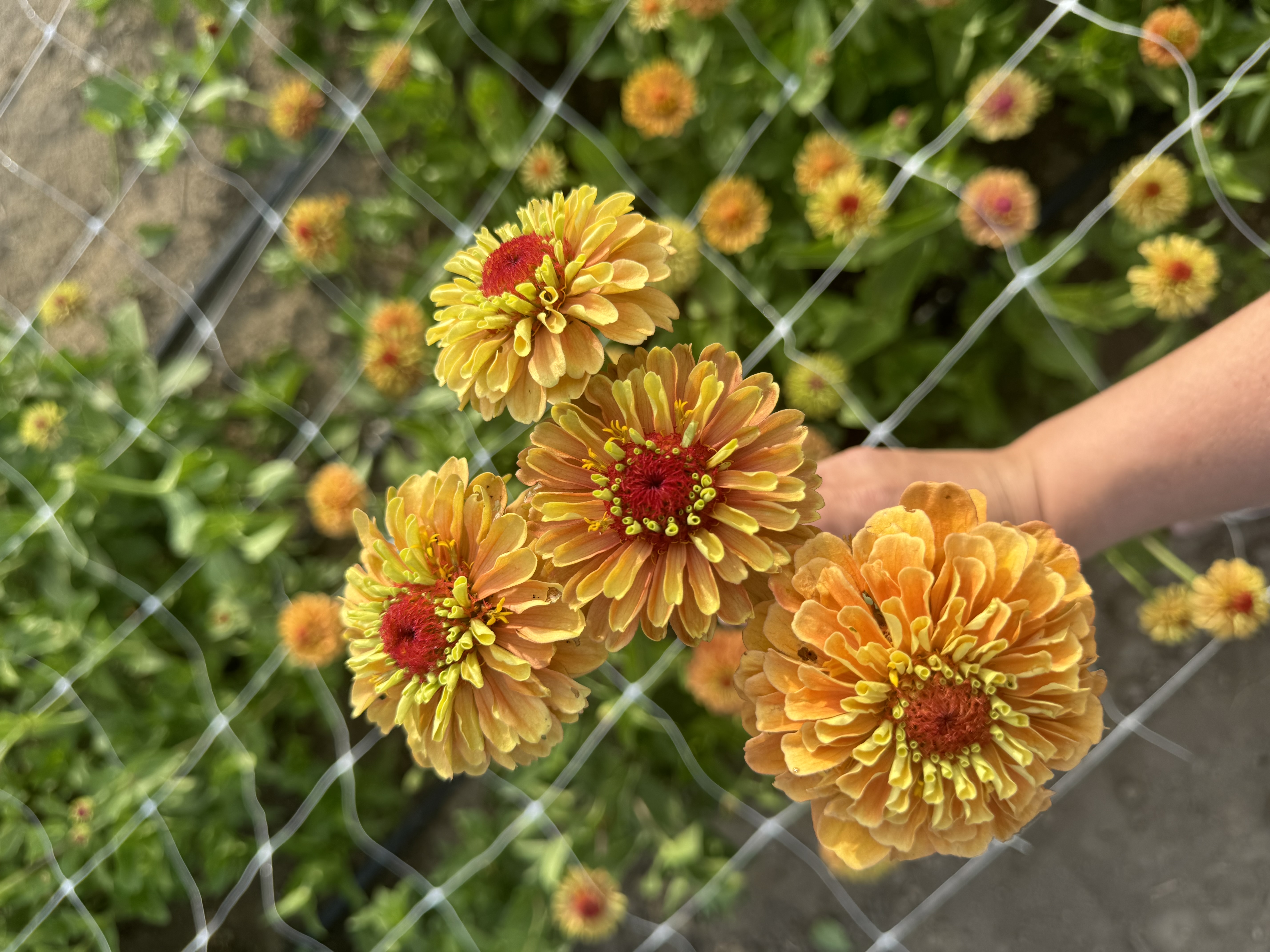 ZINNIA elegans Queeny Lime Orange