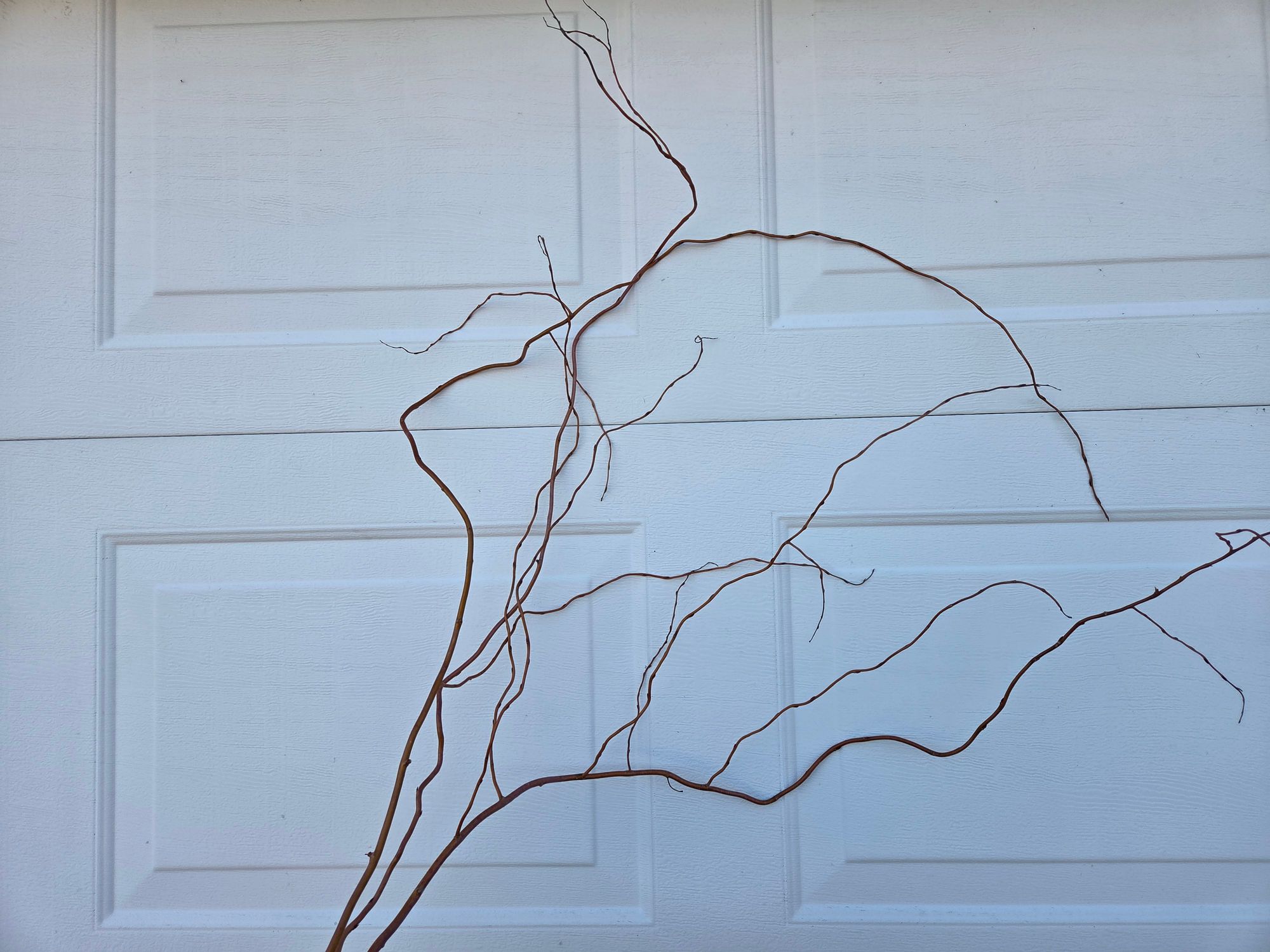 SALIX x Golden Curls