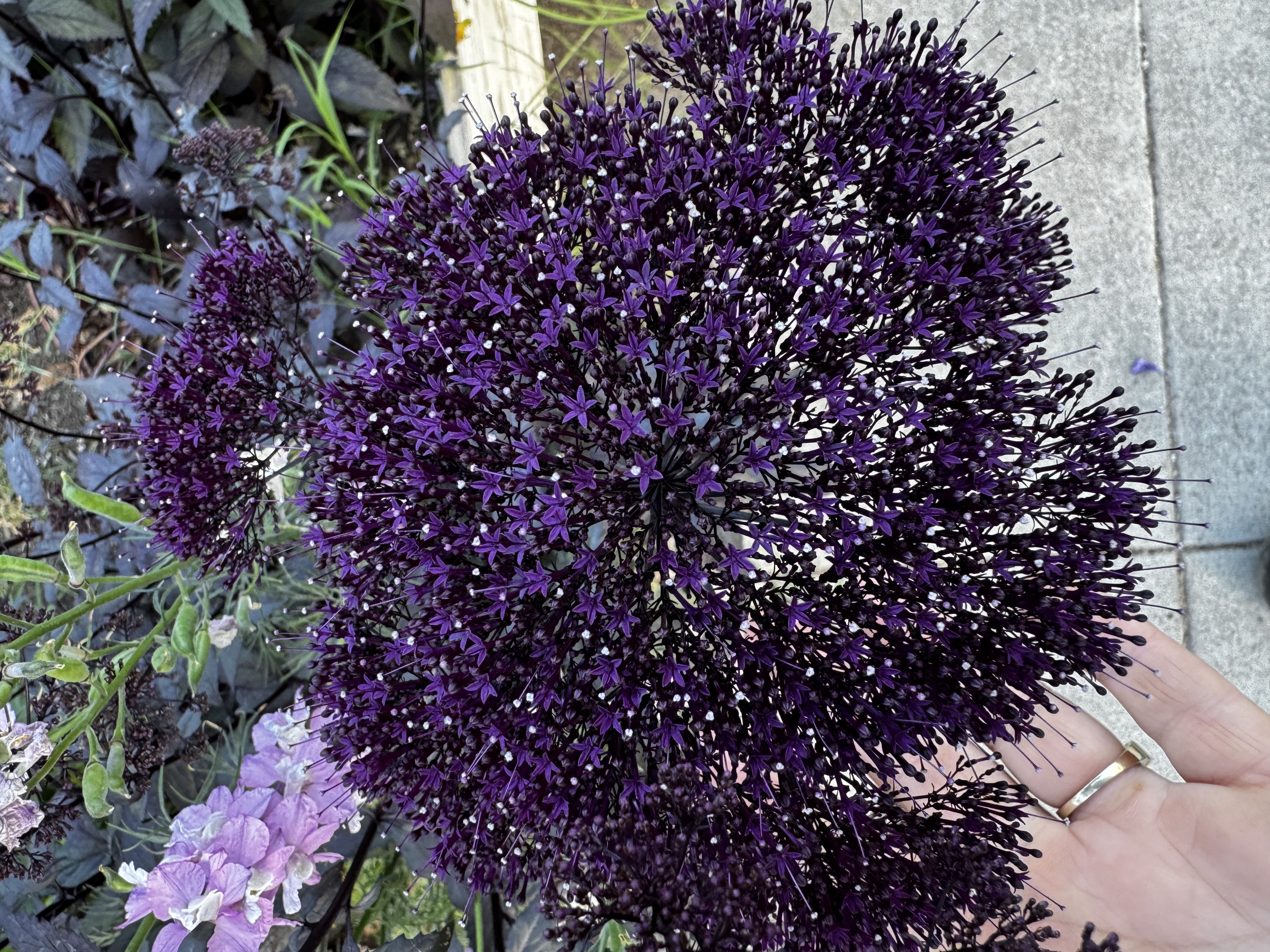 TRACHELIUM caeruleum