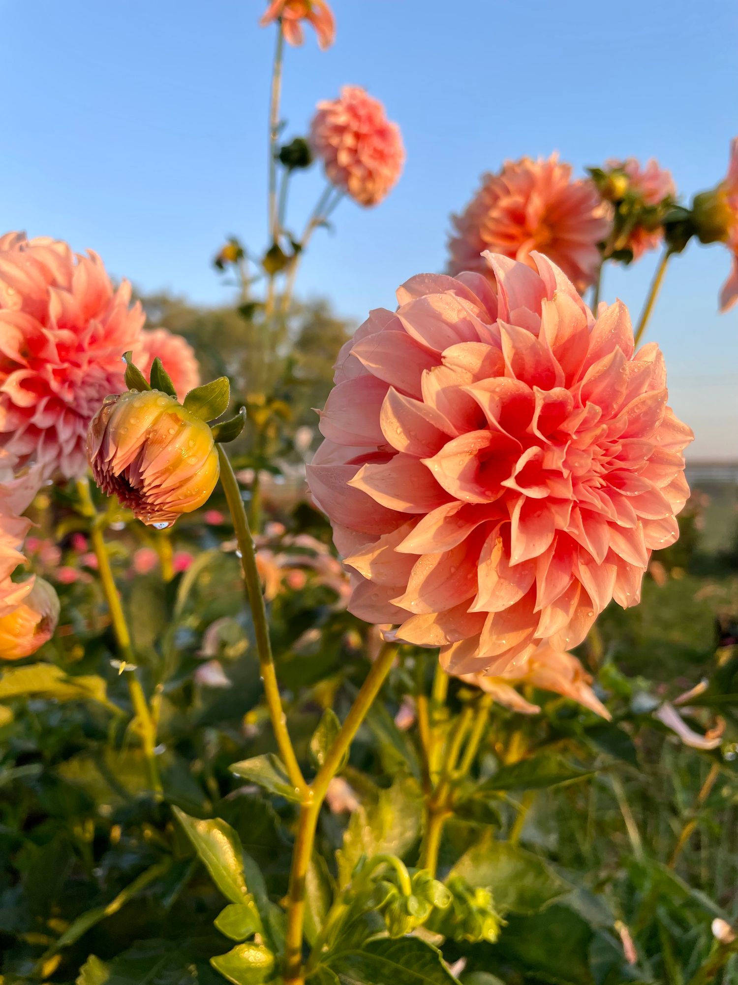 Broken Maple Farm Banner