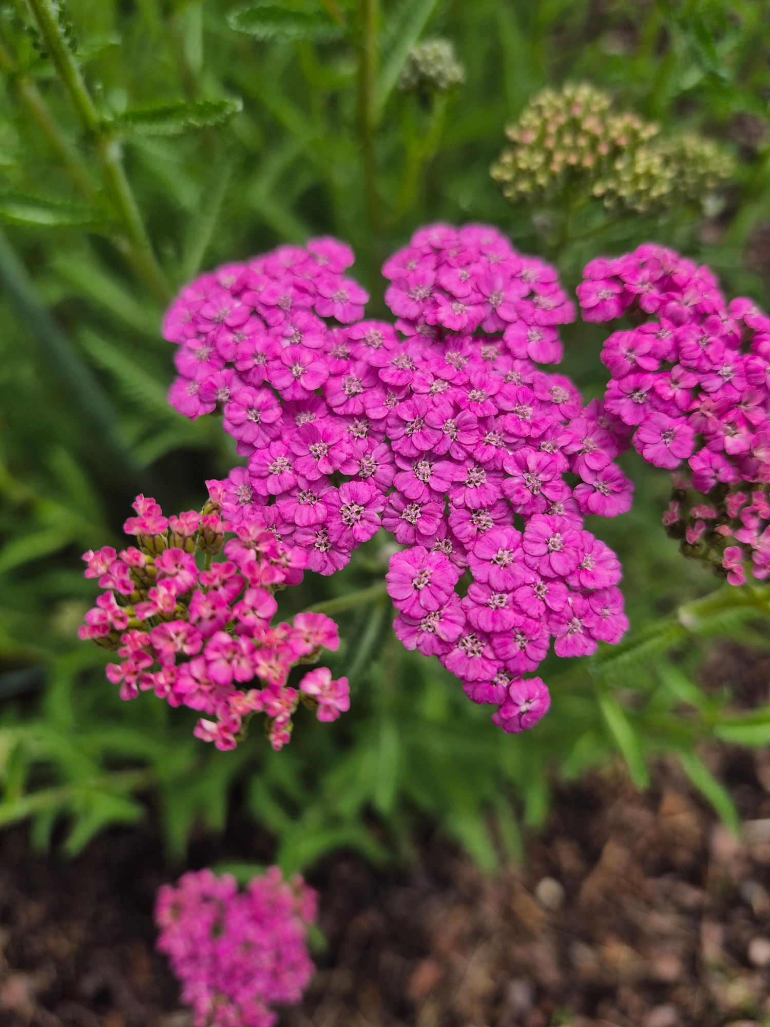 ACHILLEA millefolium Summer Berries