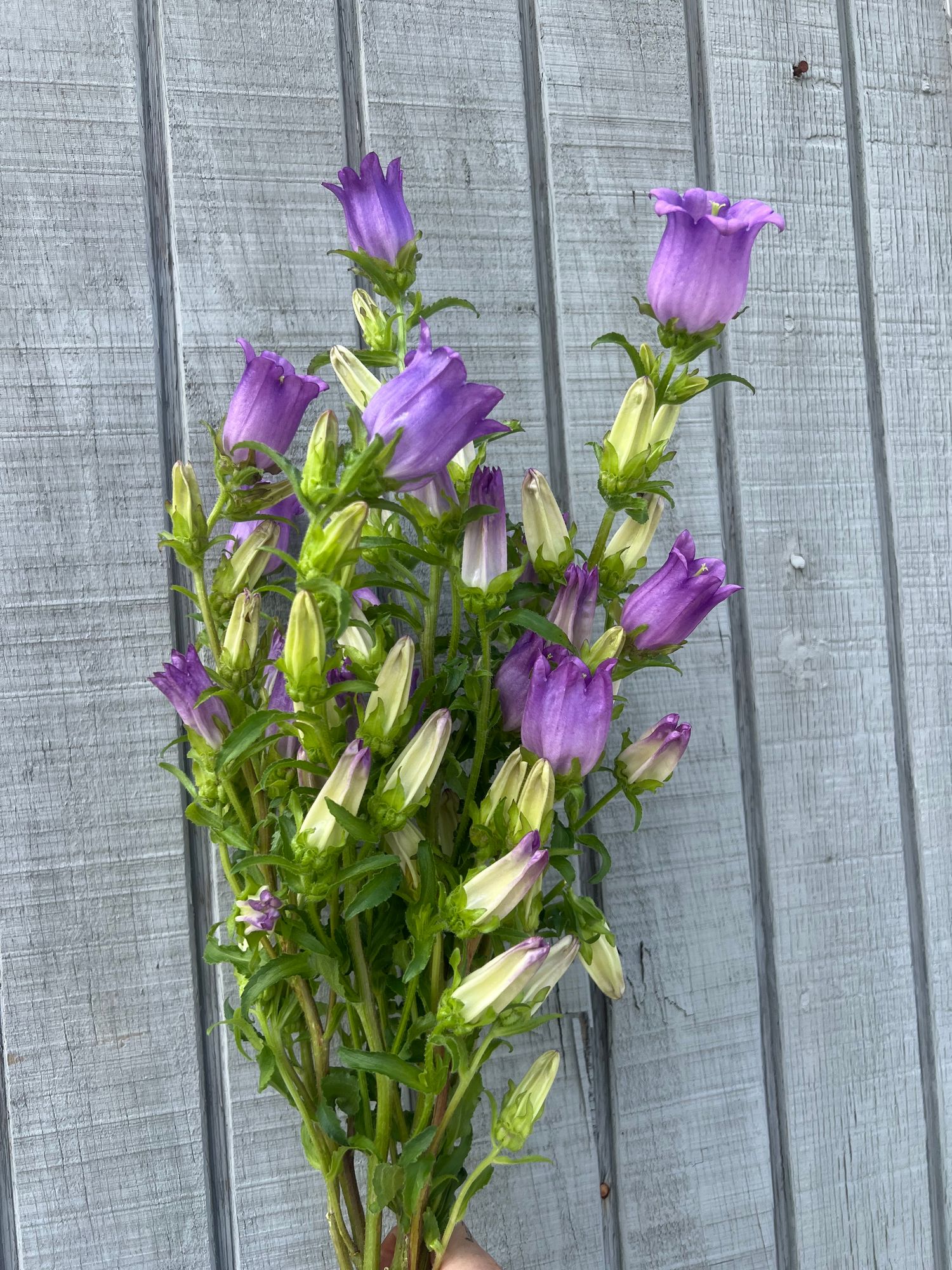 CAMPANULA medium