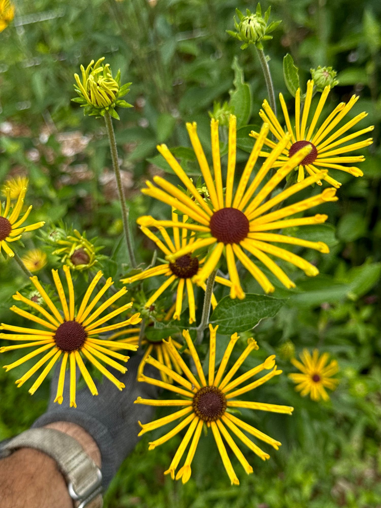 RUDBECKIA subtomentosa Henry Eilers