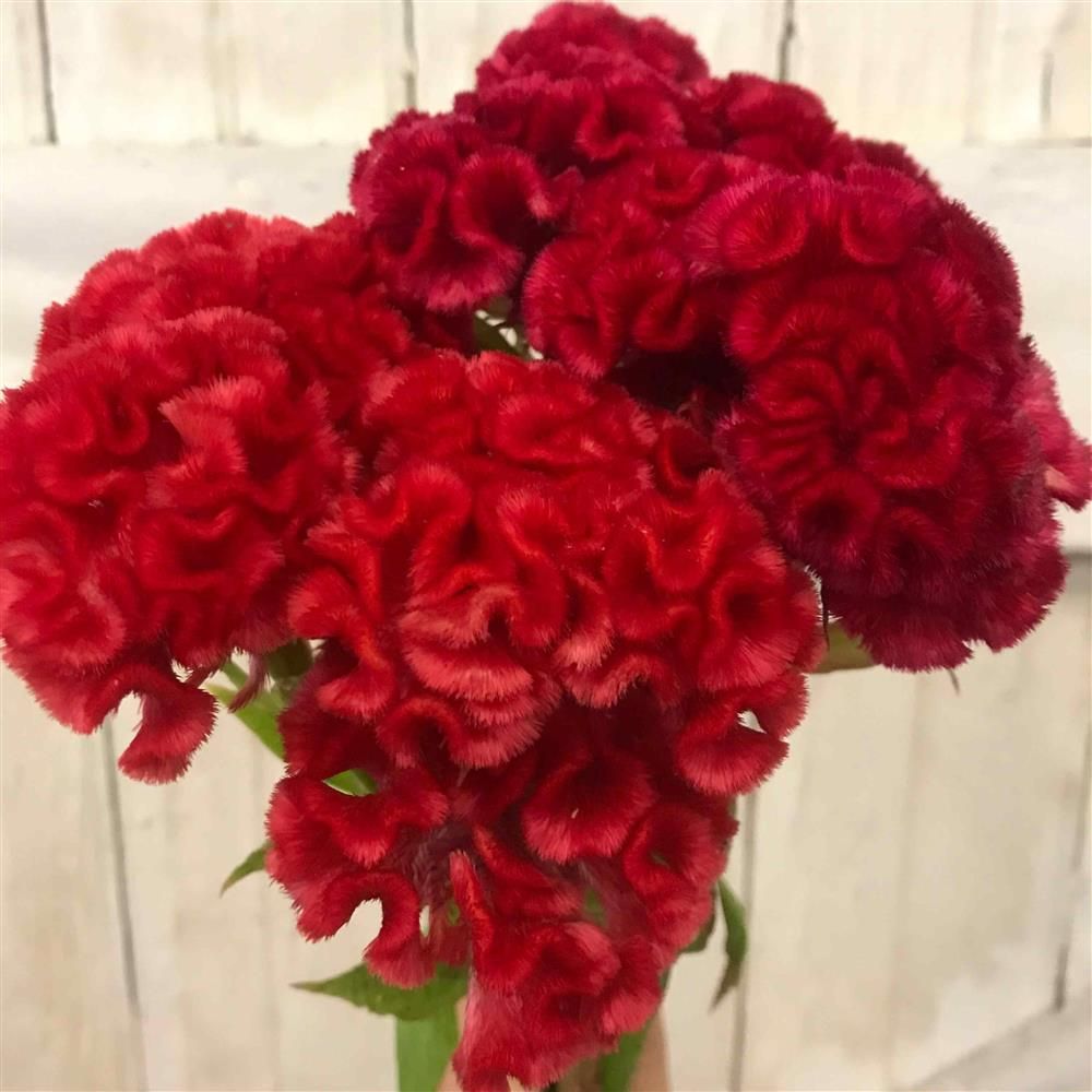 CELOSIA argentea var. cristata
