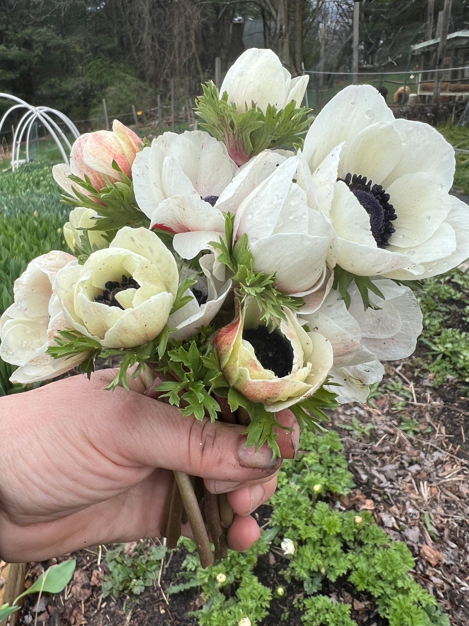 ANEMONE coronaria Marianne Panda