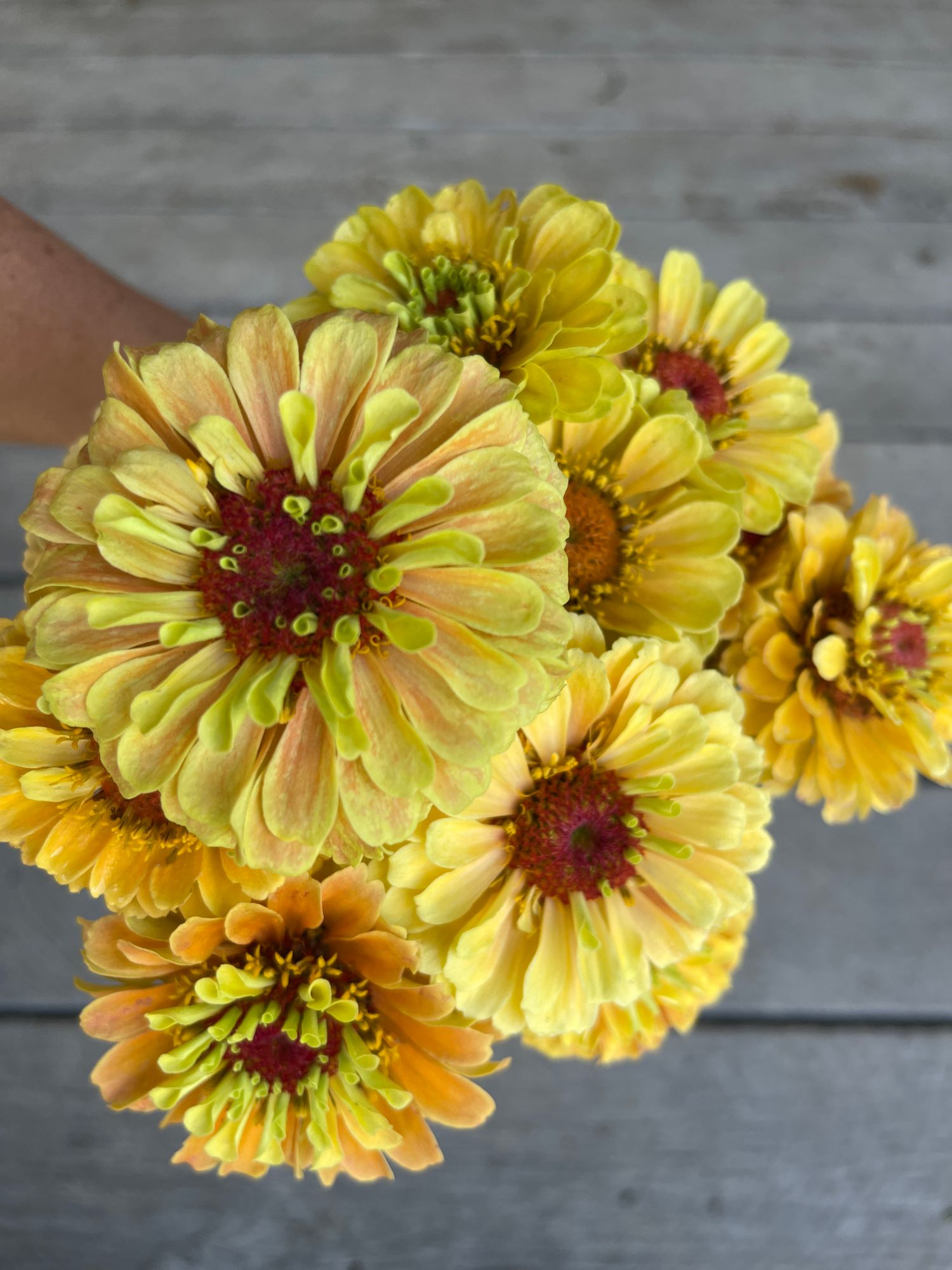 ZINNIA elegans Queeny Lemon Peach