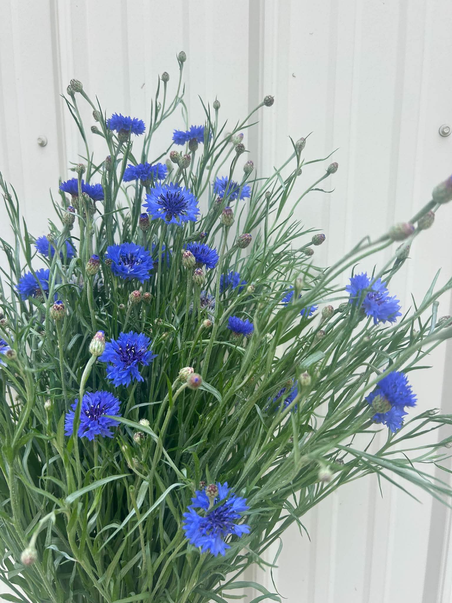 CENTAUREA cyanus Blue Boy