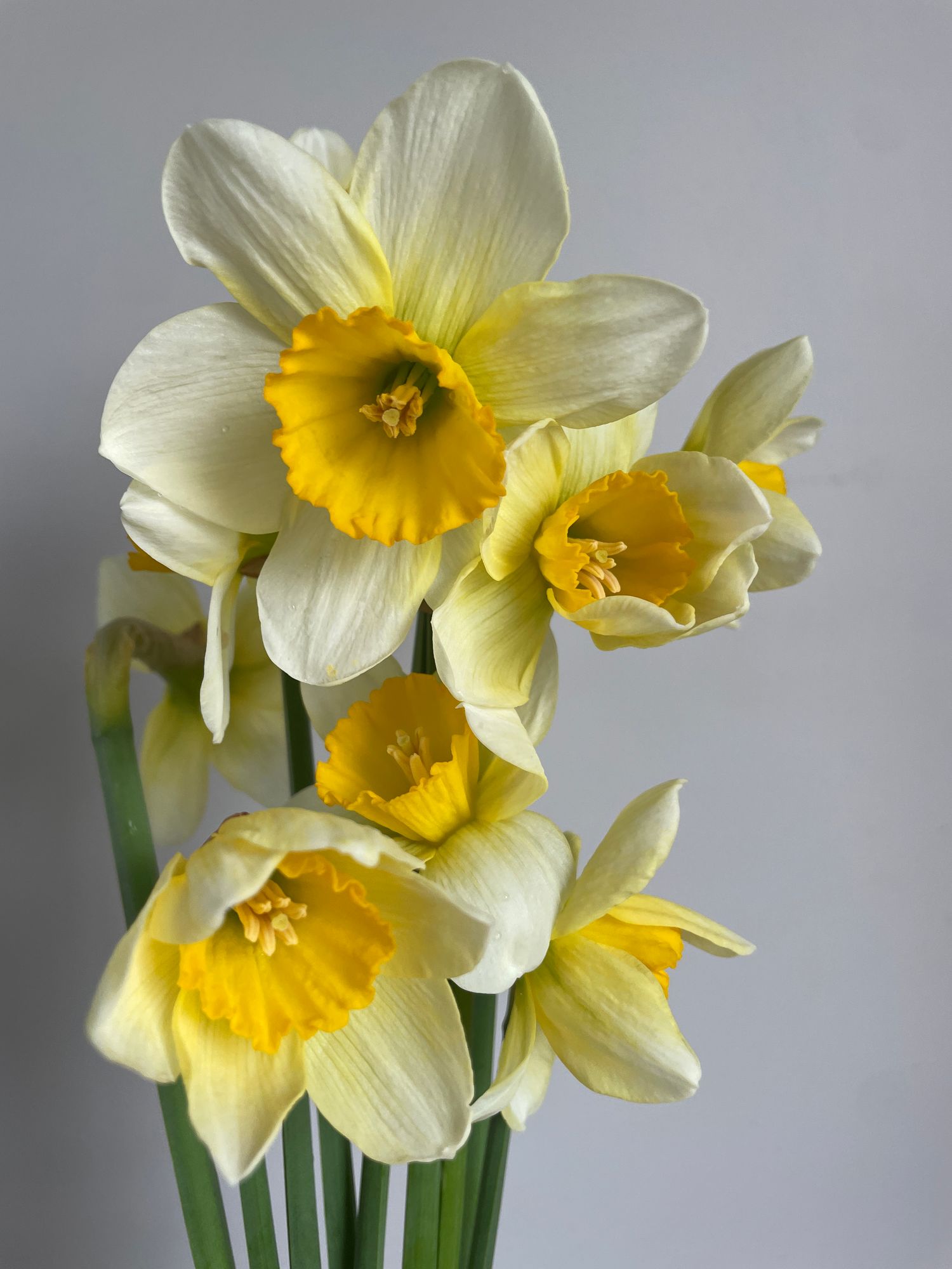 NARCISSUS Sempre Avanti