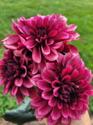 DAHLIA Seniors Hope