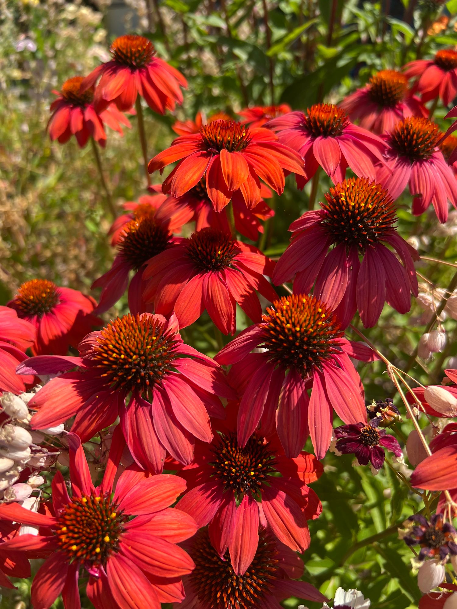 ECHINACEA purpurea Sombrero Rosada