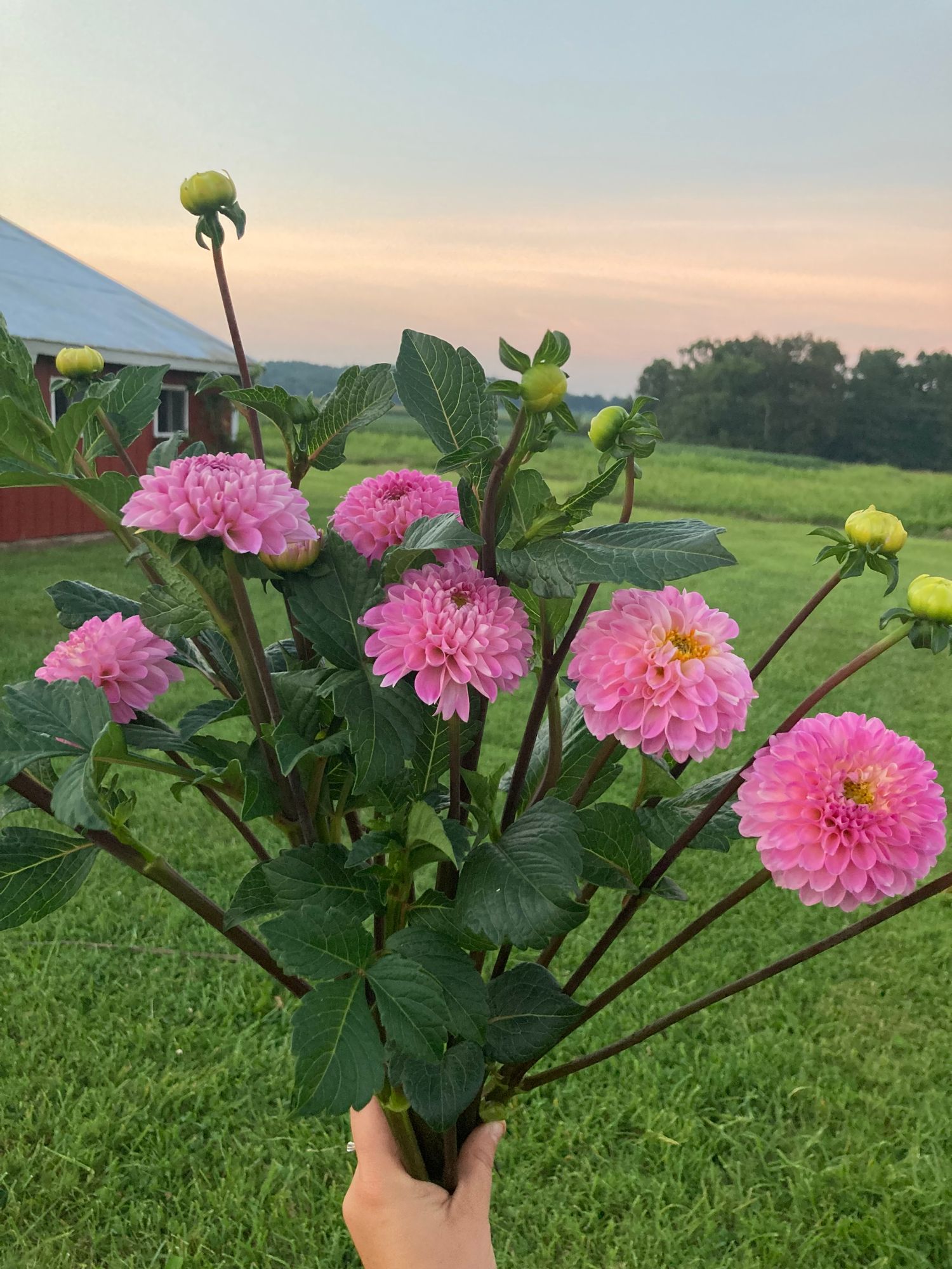 DAHLIA Wizard of Oz