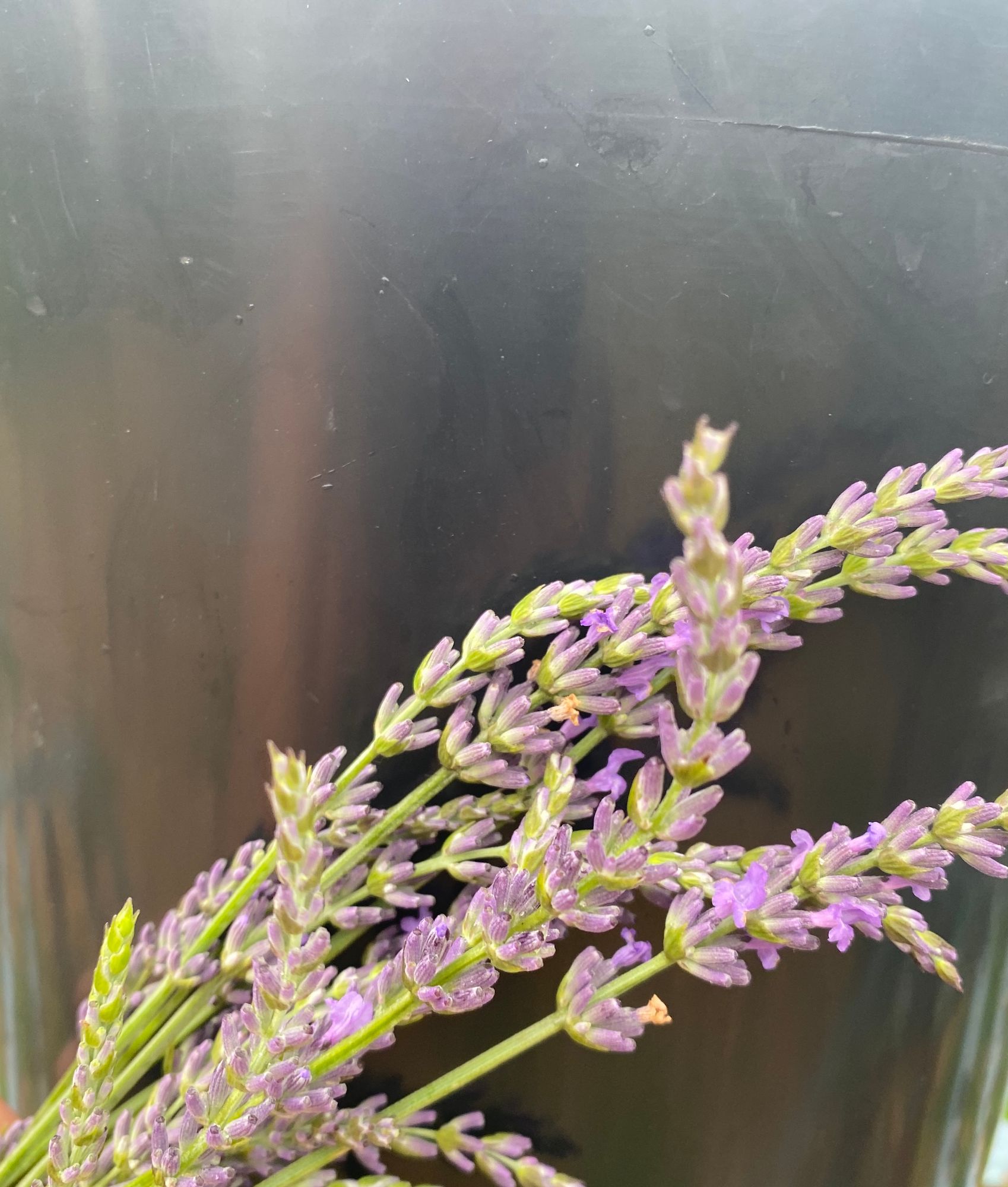 LAVANDULA angustifolia
