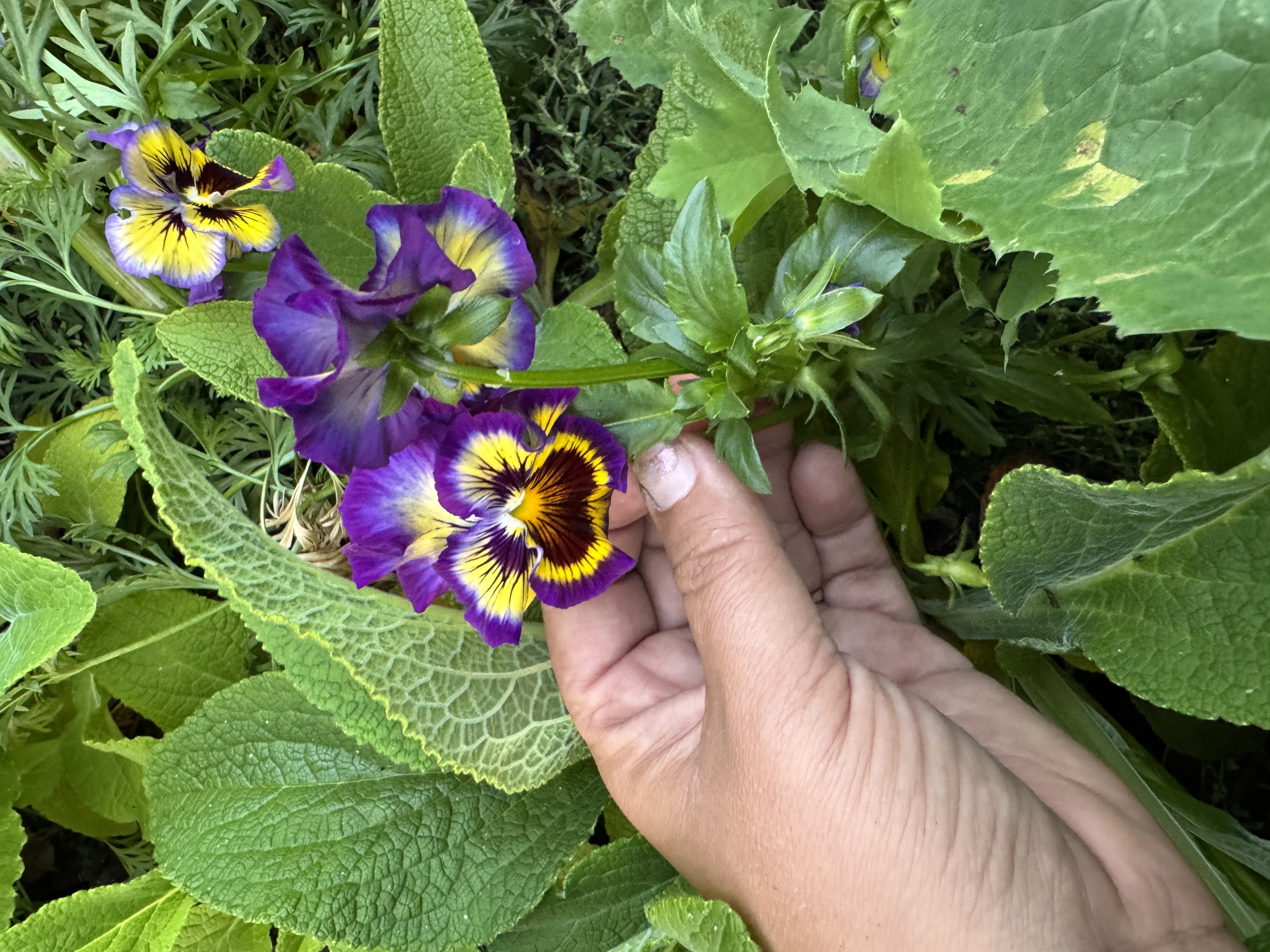 VIOLA
