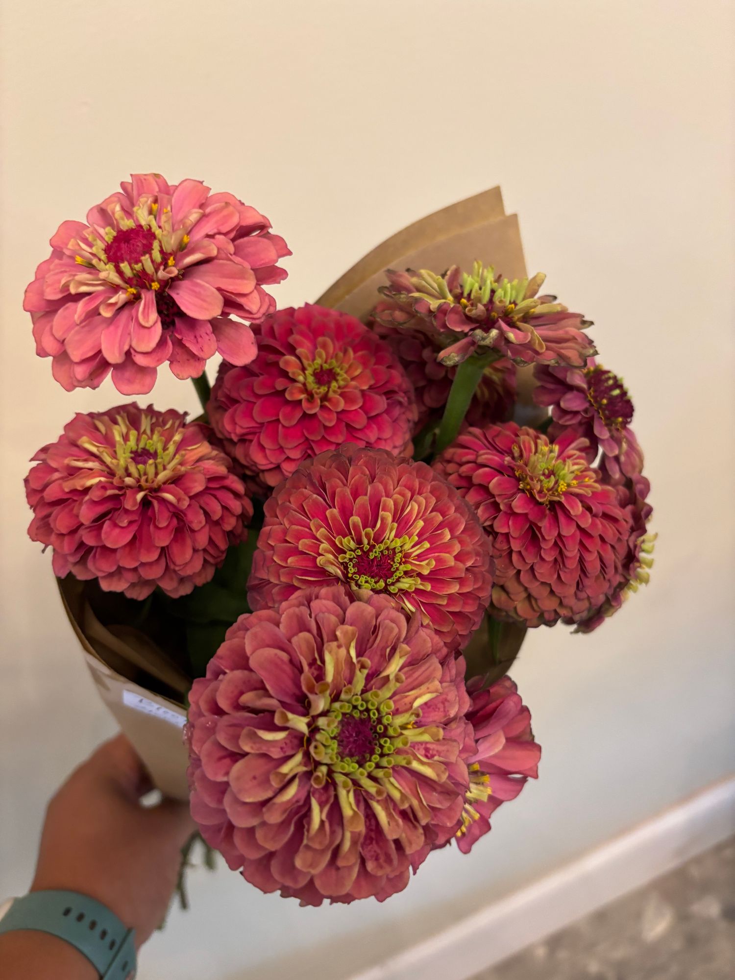 ZINNIA elegans Queeny Series