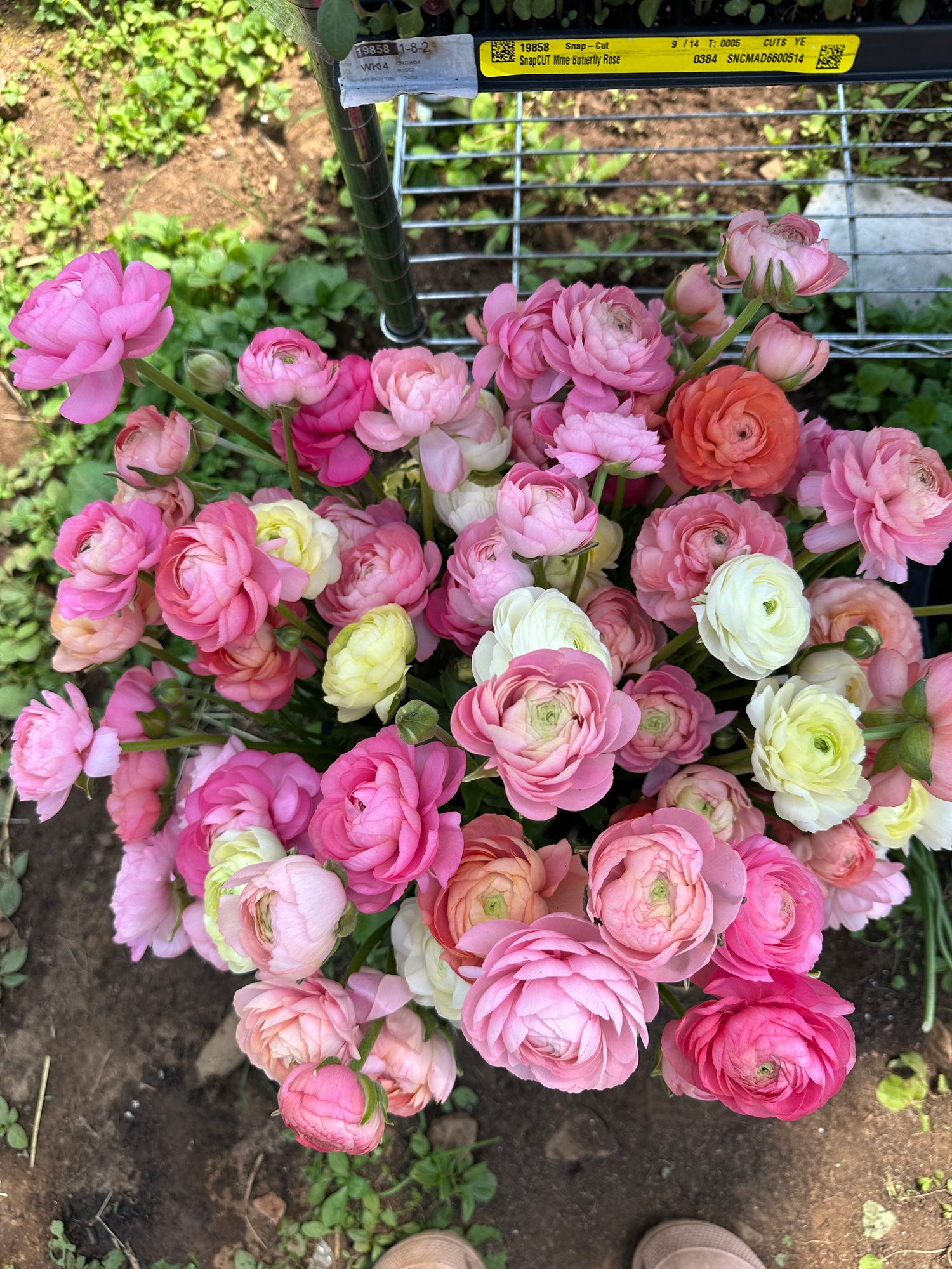RANUNCULUS Elegance Pastello
