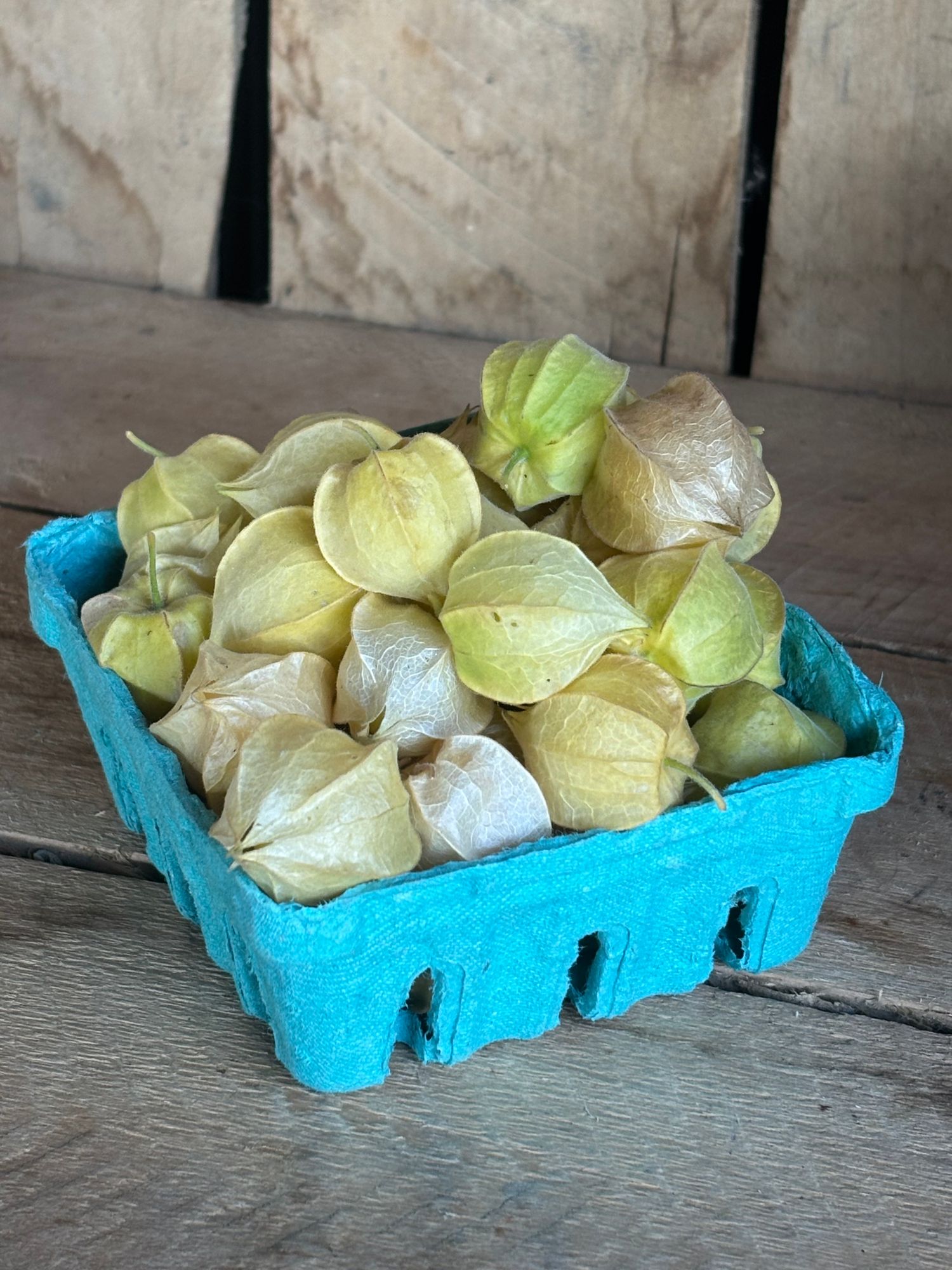 Ground Cherry