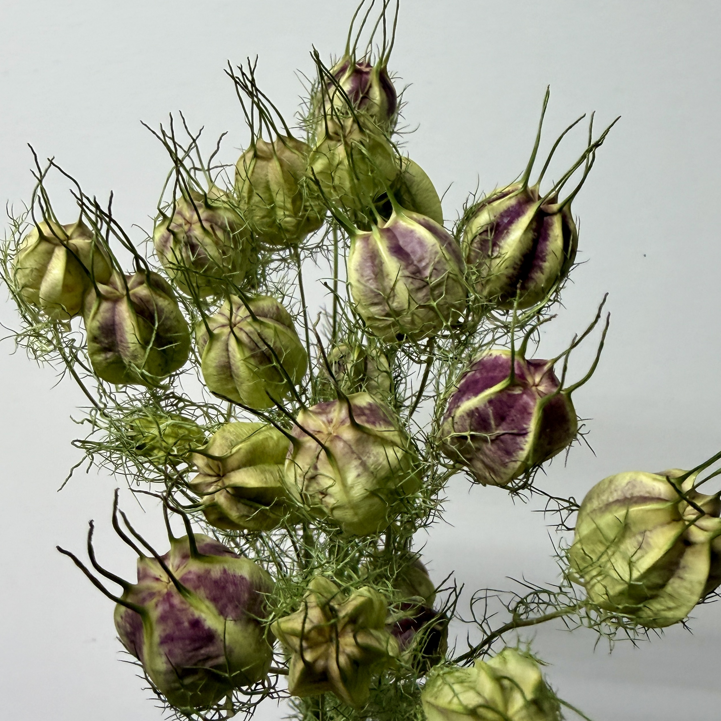 NIGELLA