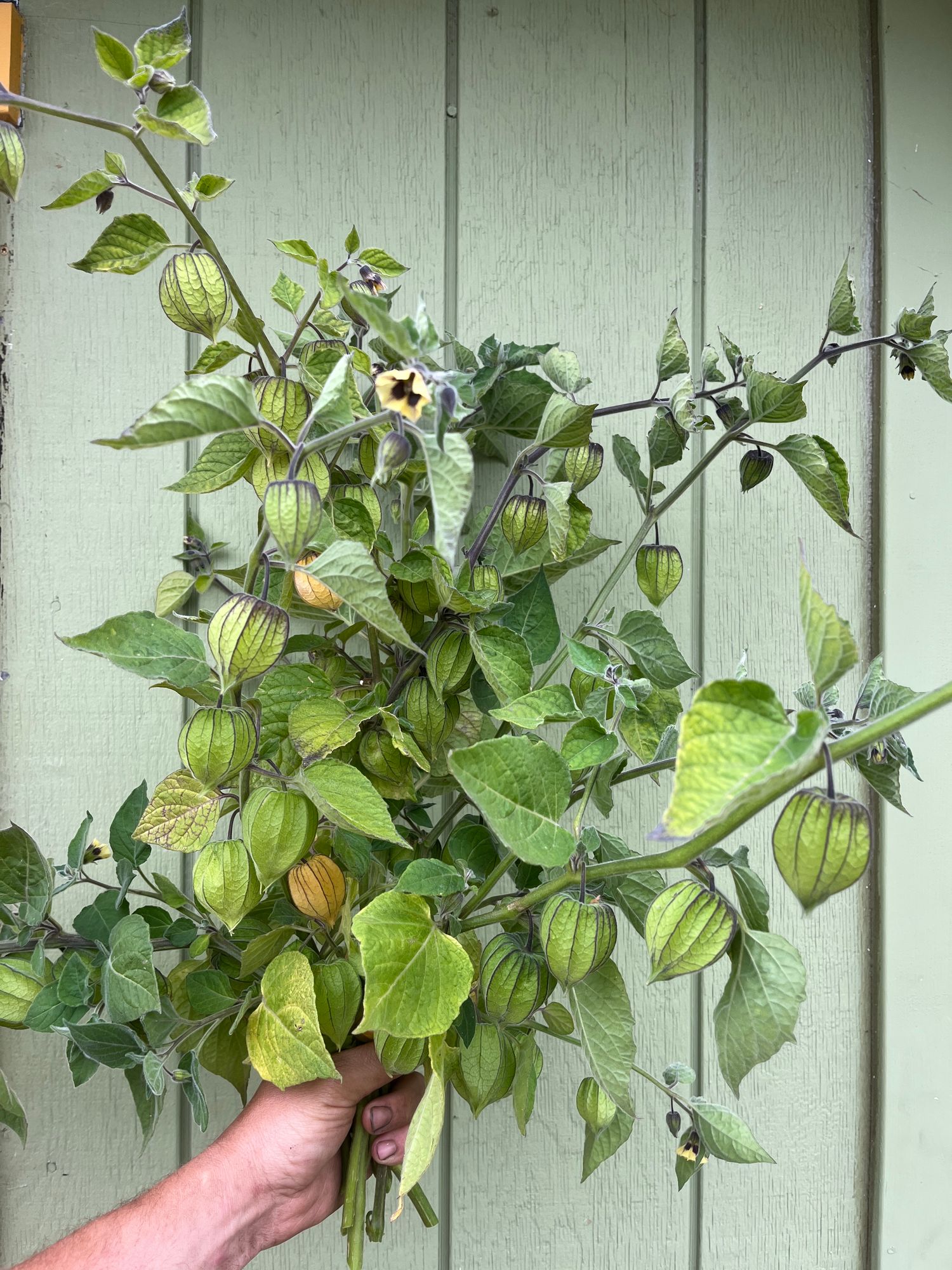 PHYSALIS longifolia
