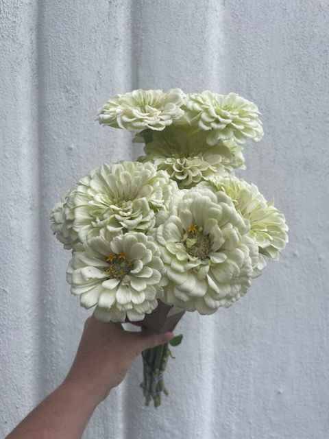 ZINNIA elegans Benarys Giant