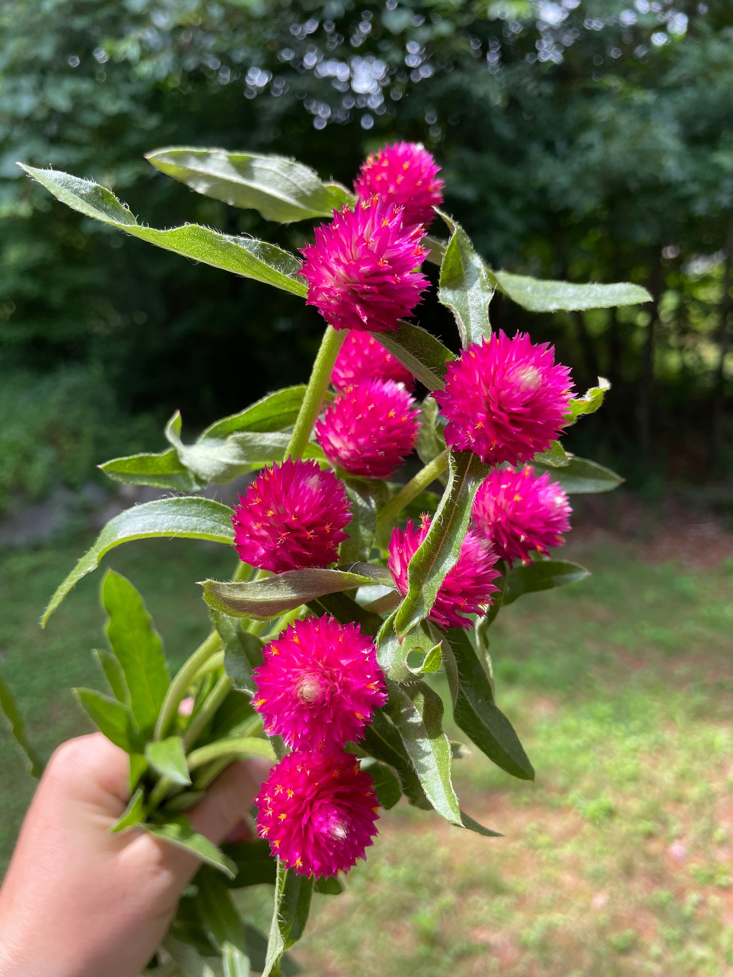 GOMPHRENA globosa QIS