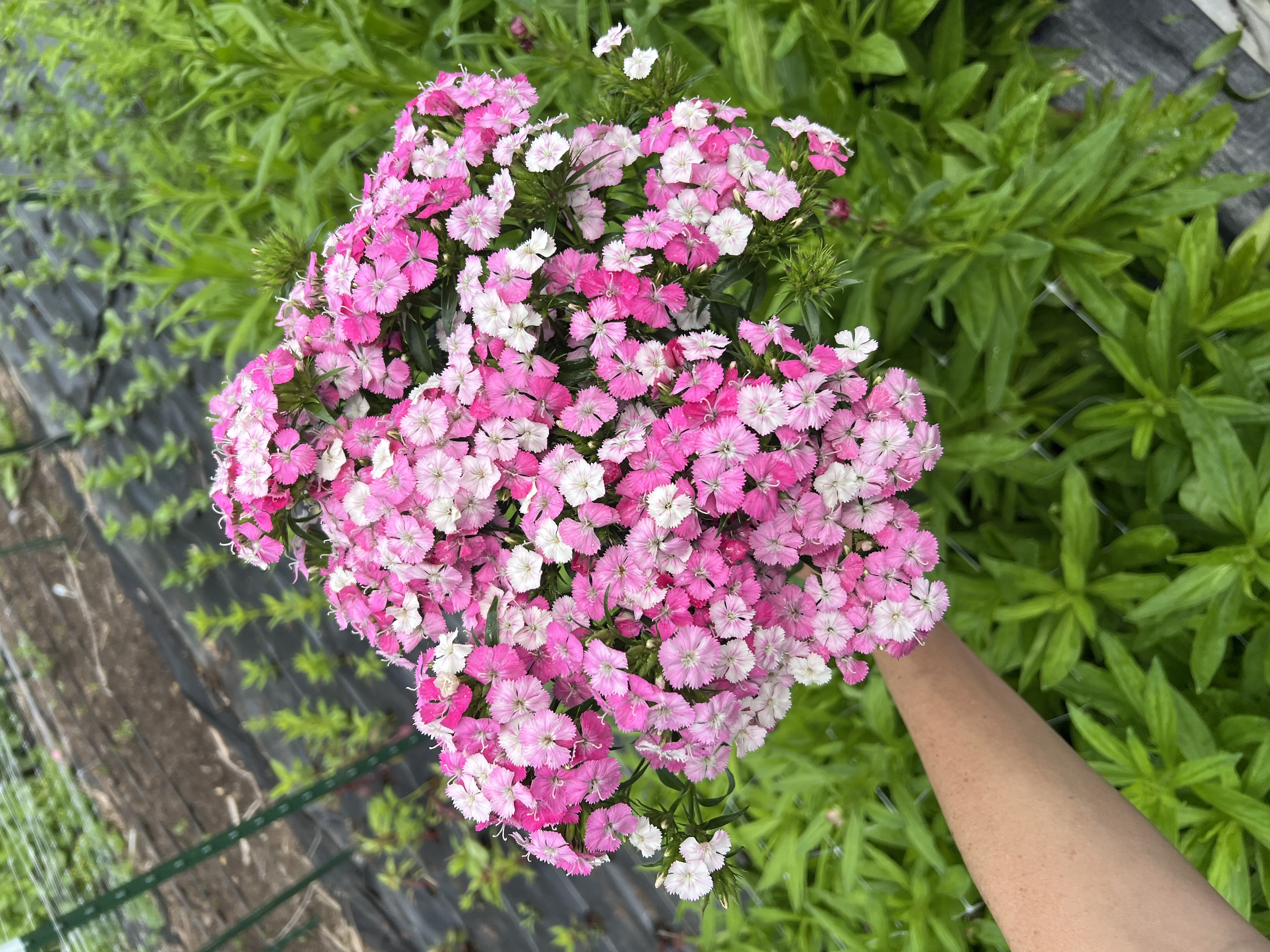 DIANTHUS x barbatus Amazon Neon Rose
