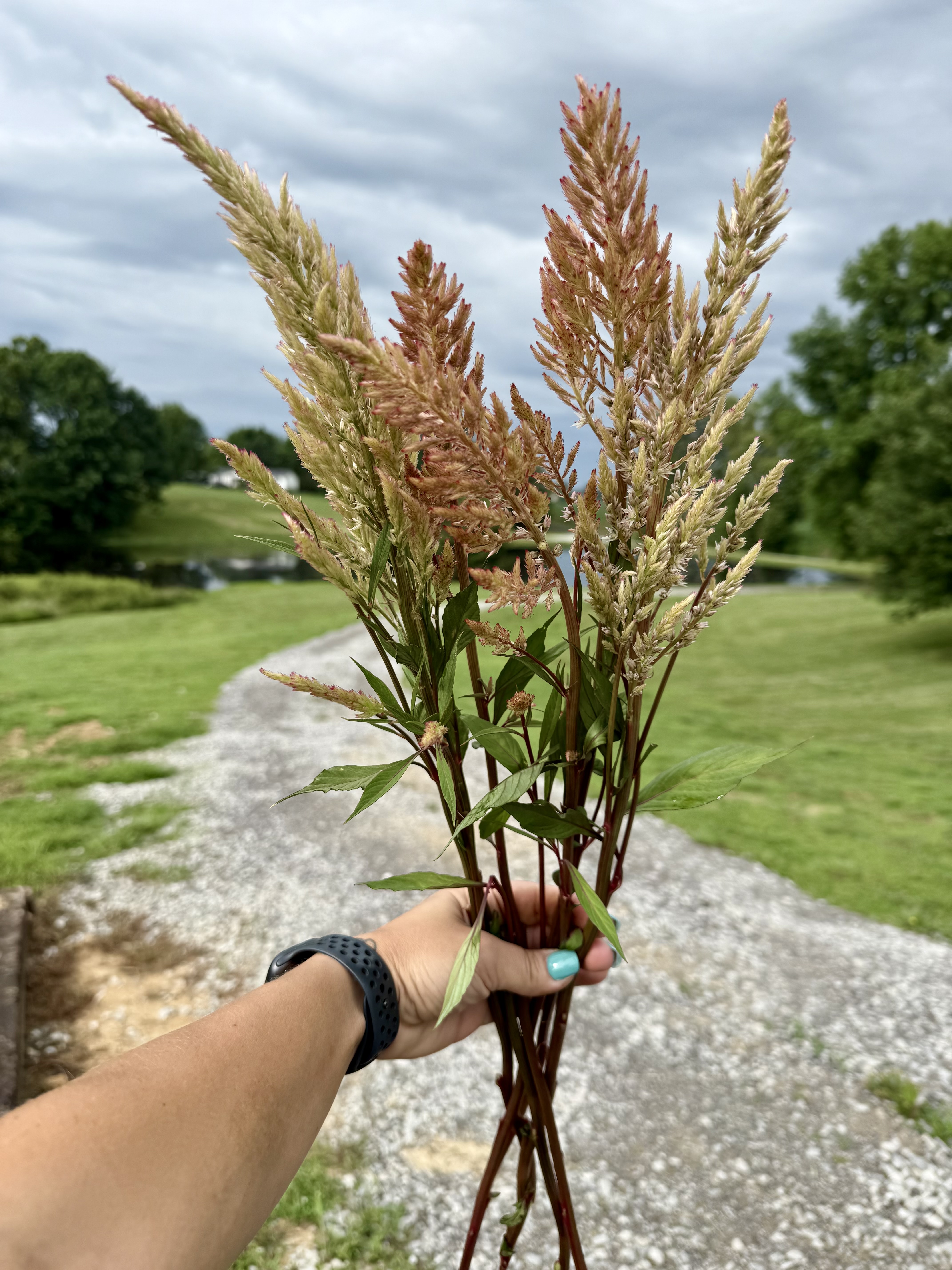 CELOSIA argentea var. plumosa Texas Plume Vintage Rose