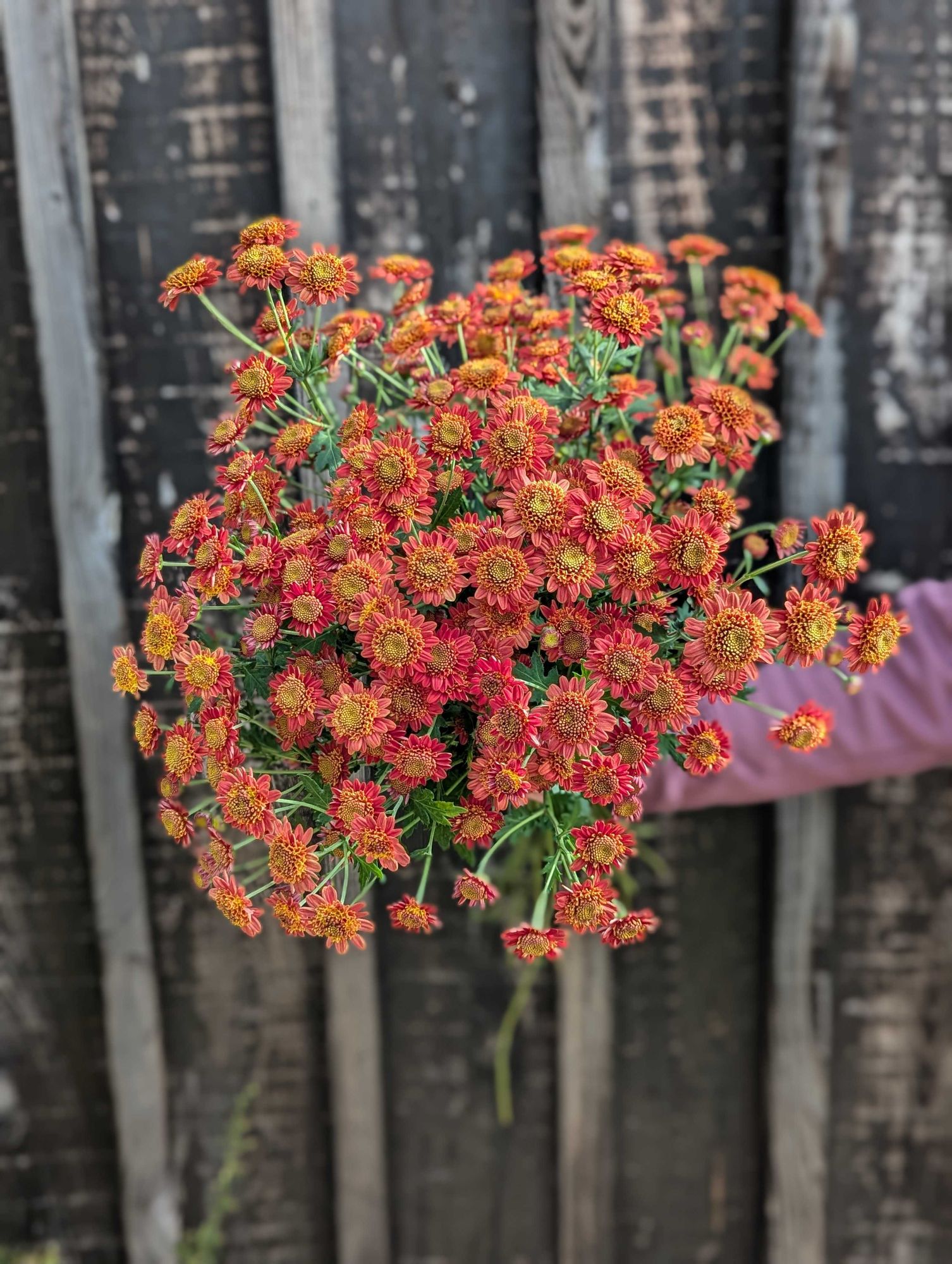 CHRYSANTHEMUM