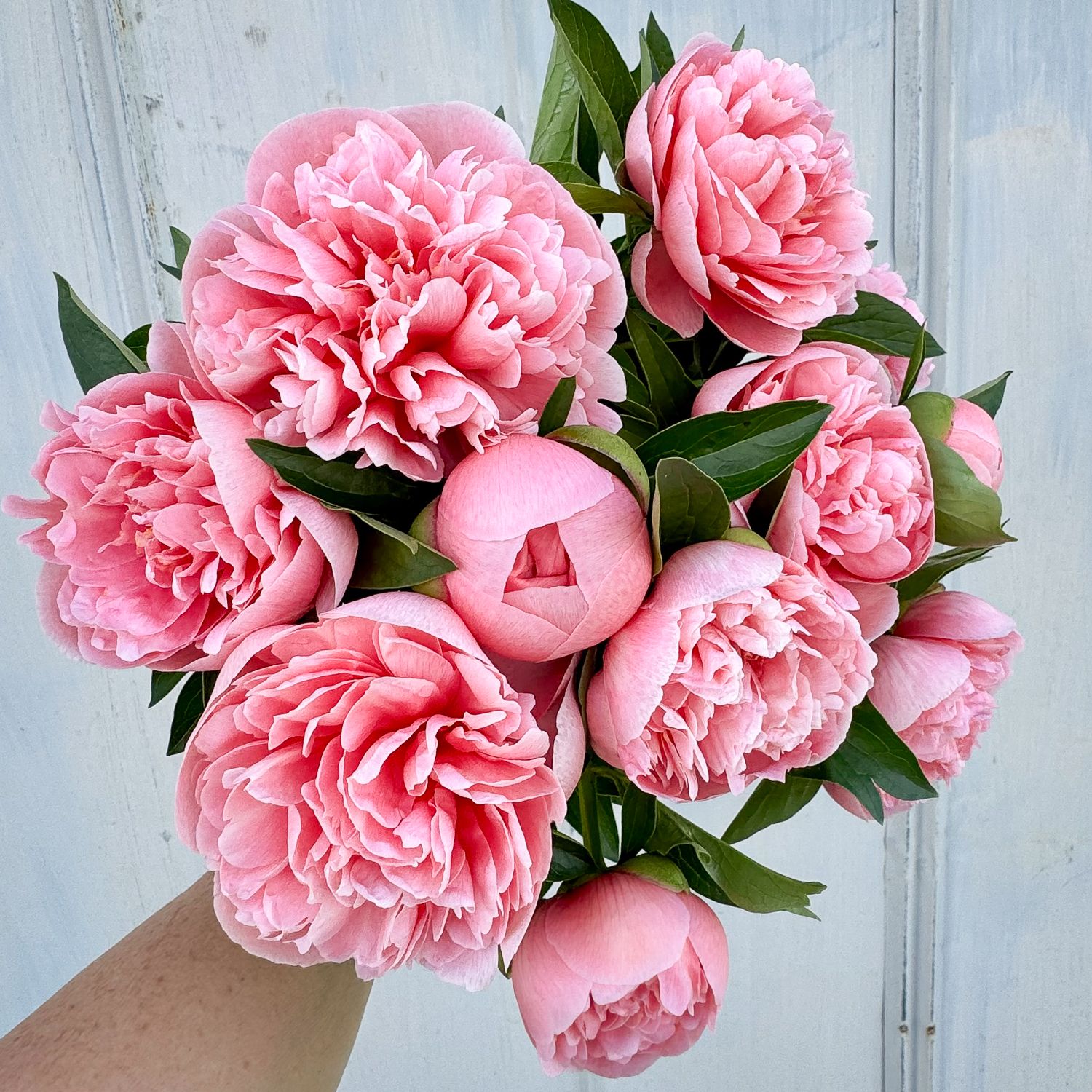 PAEONIA lactiflora Etched Salmon