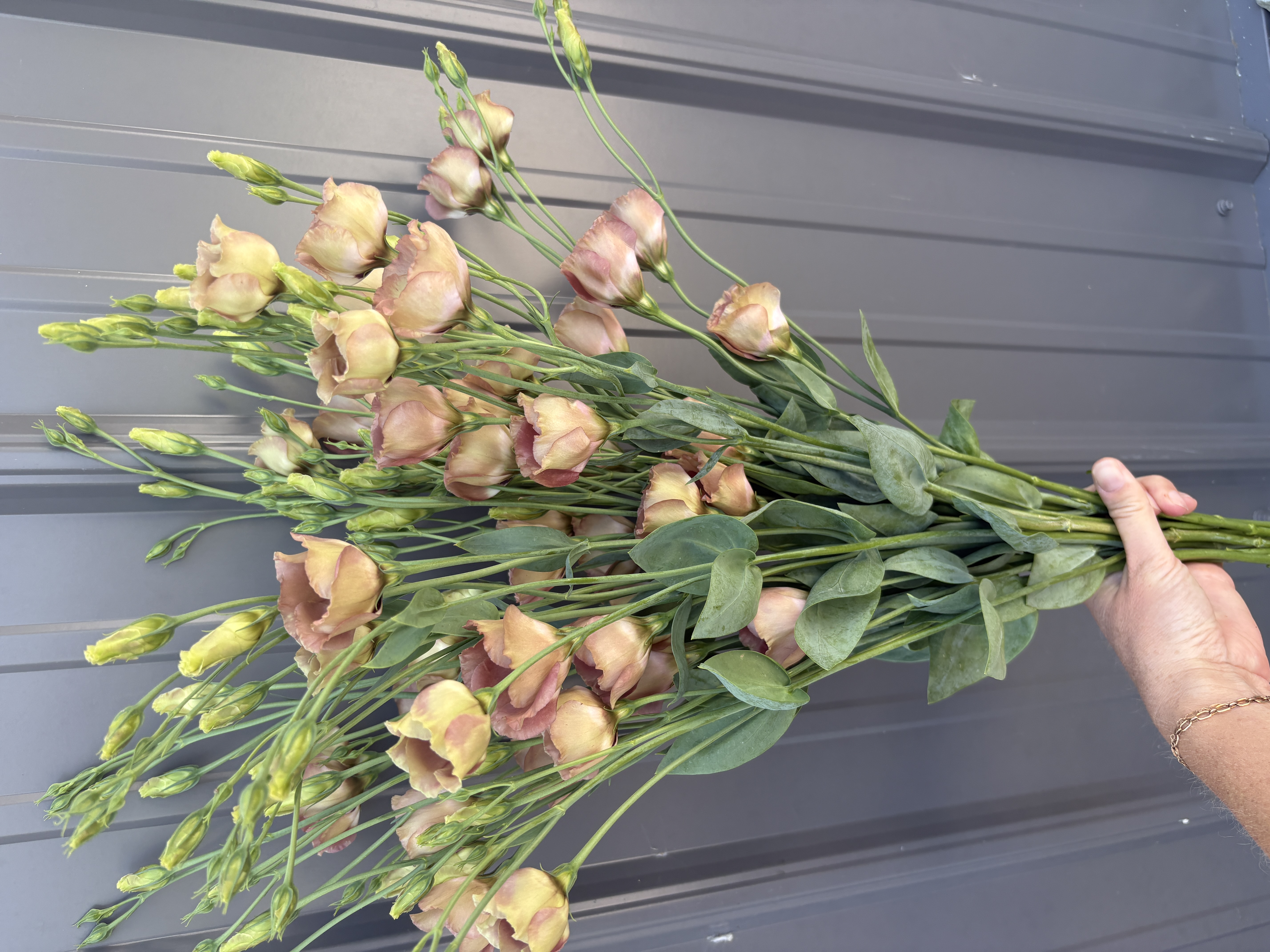 EUSTOMA grandiflorum Puccino Chocolate