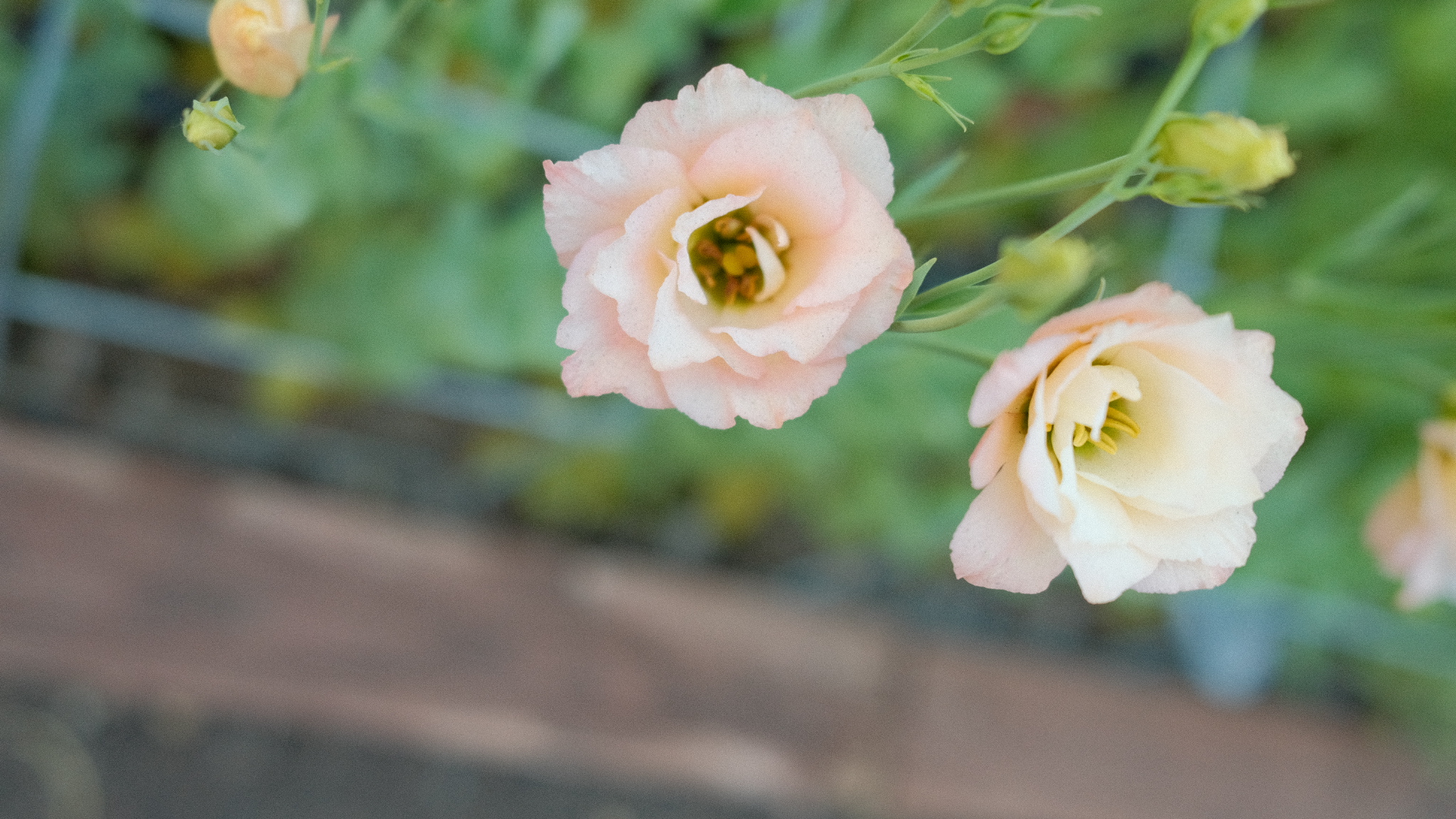 EUSTOMA grandiflorum Macherie