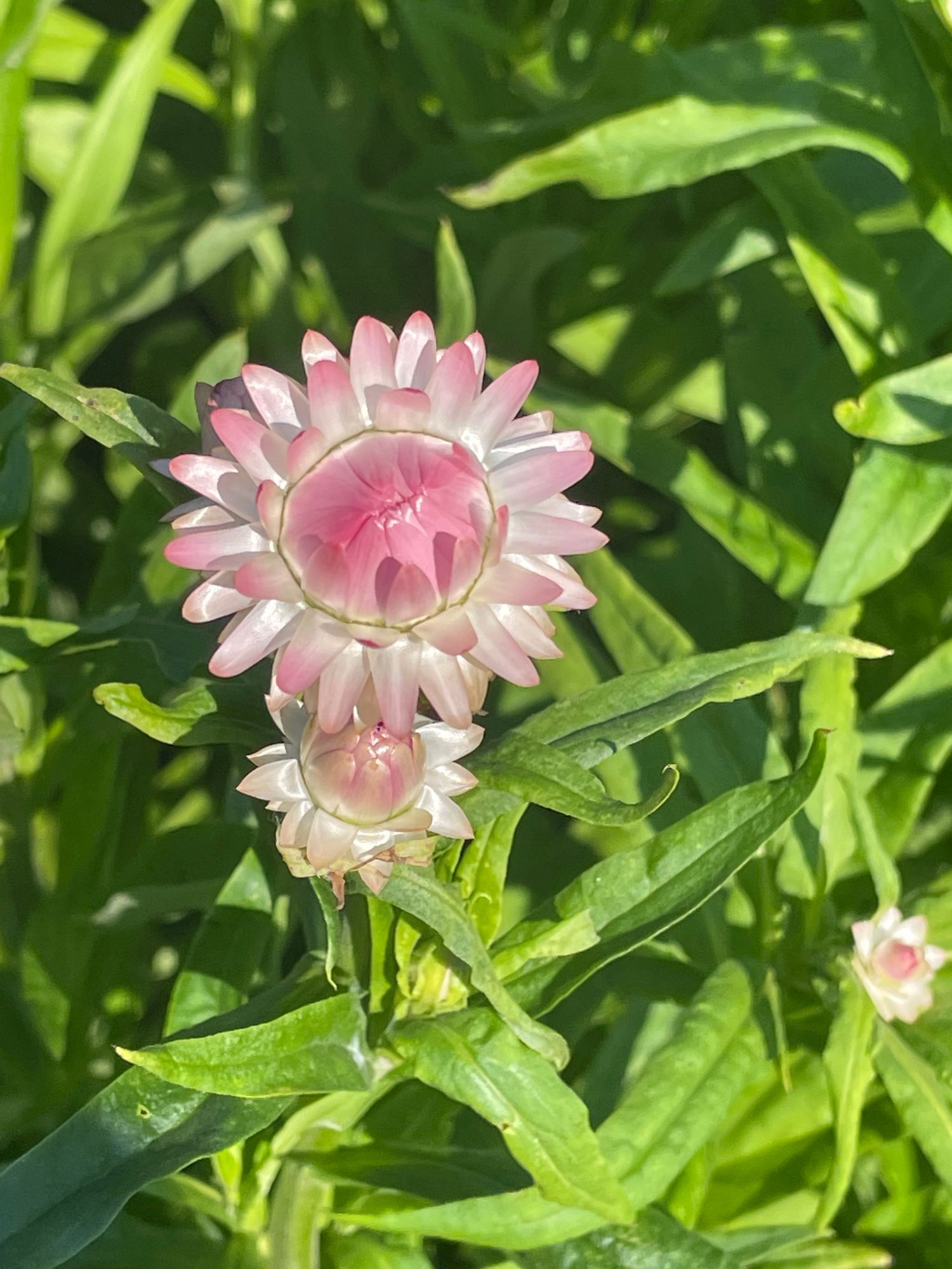 XEROCHRYSUM bracteatum Silvery Rose