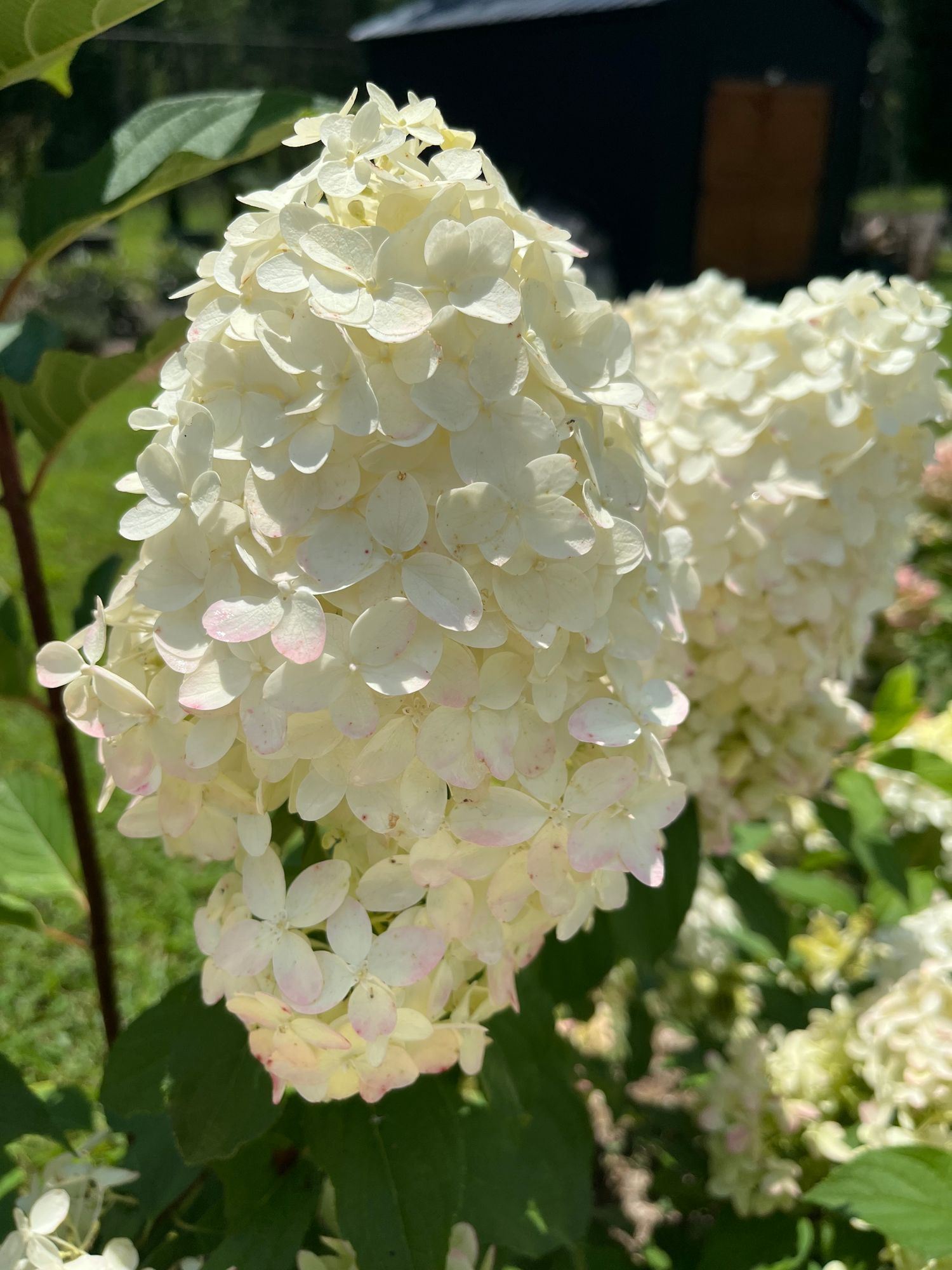 HYDRANGEA