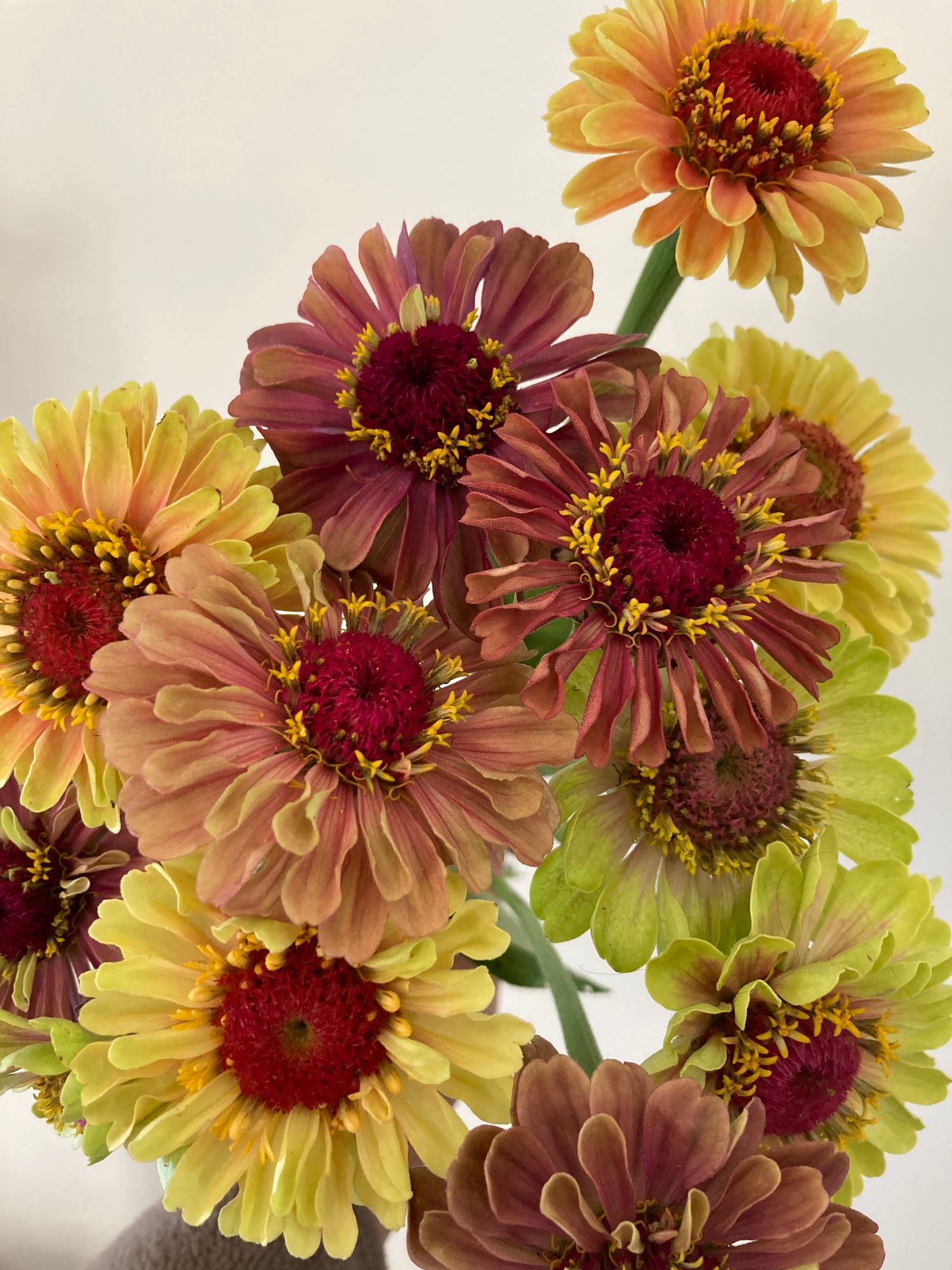 ZINNIA elegans Queeny Series