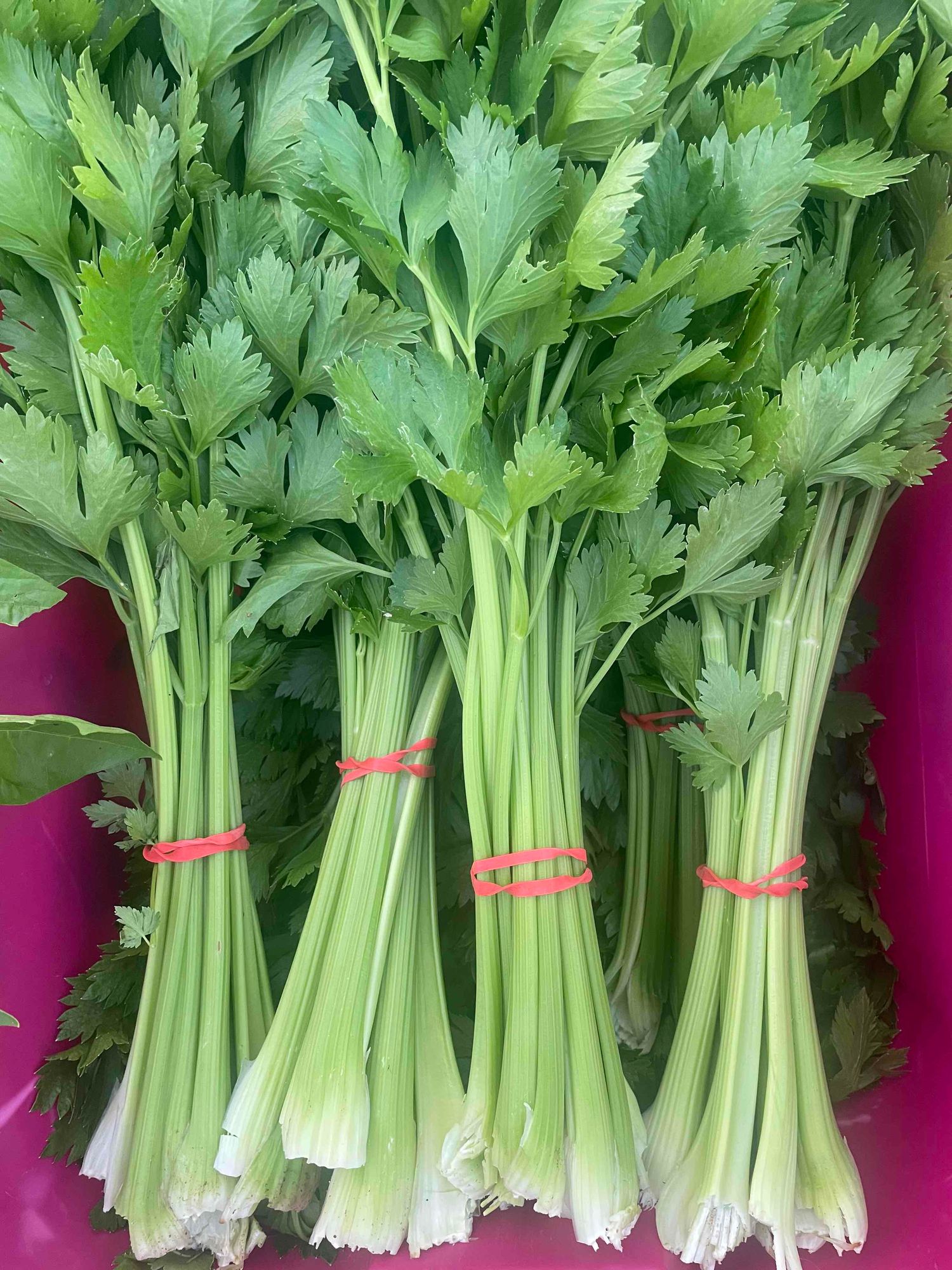 Celery