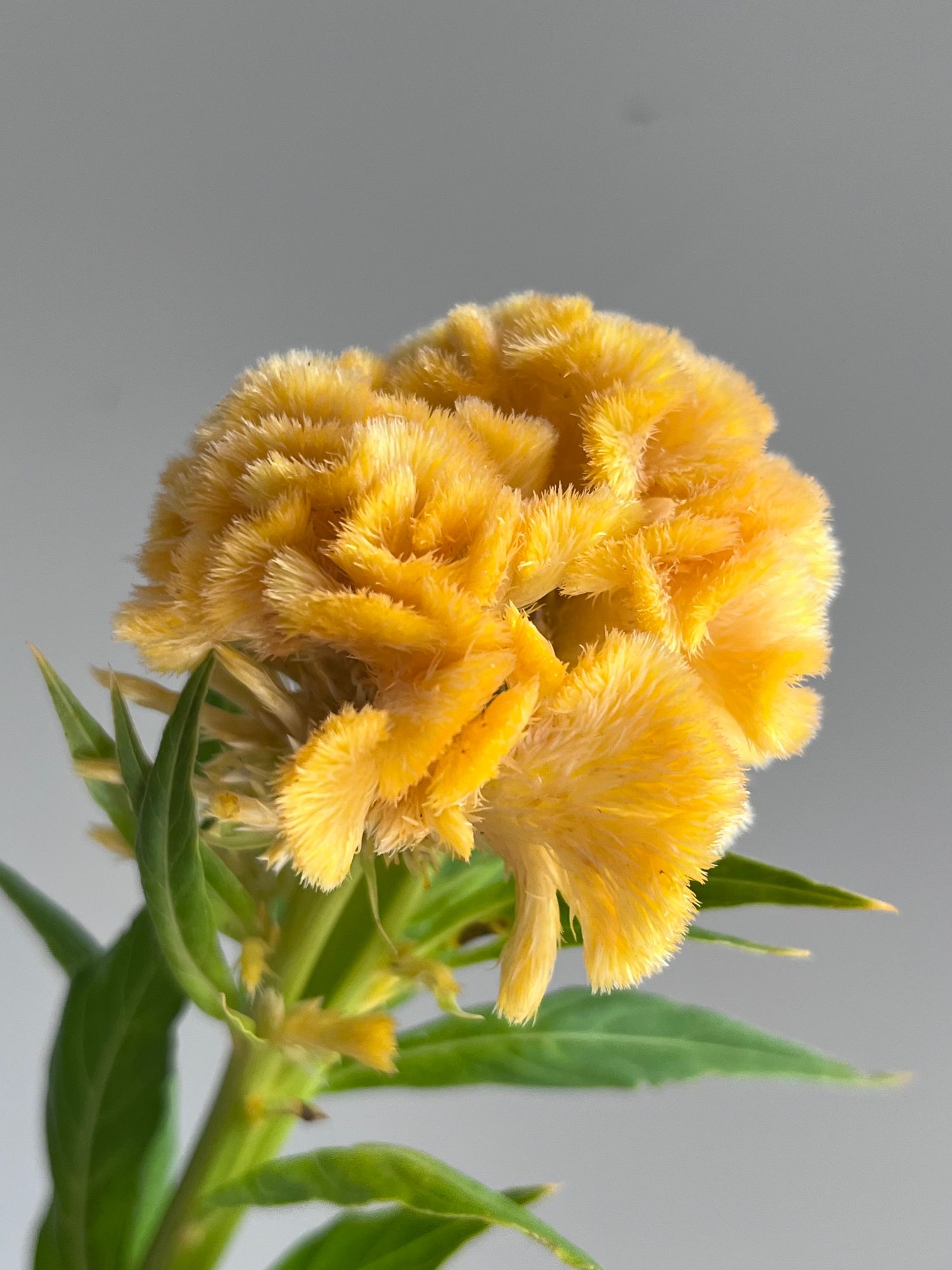 CELOSIA argentea var. cristata Chief Gold