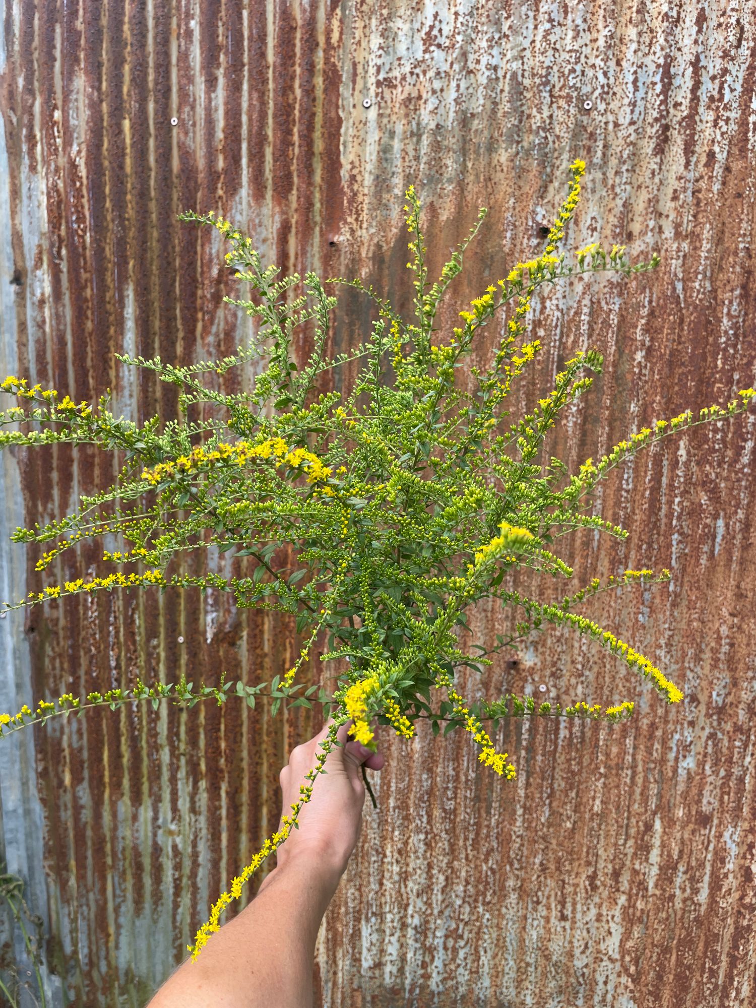 SOLIDAGO rugosa Fireworks