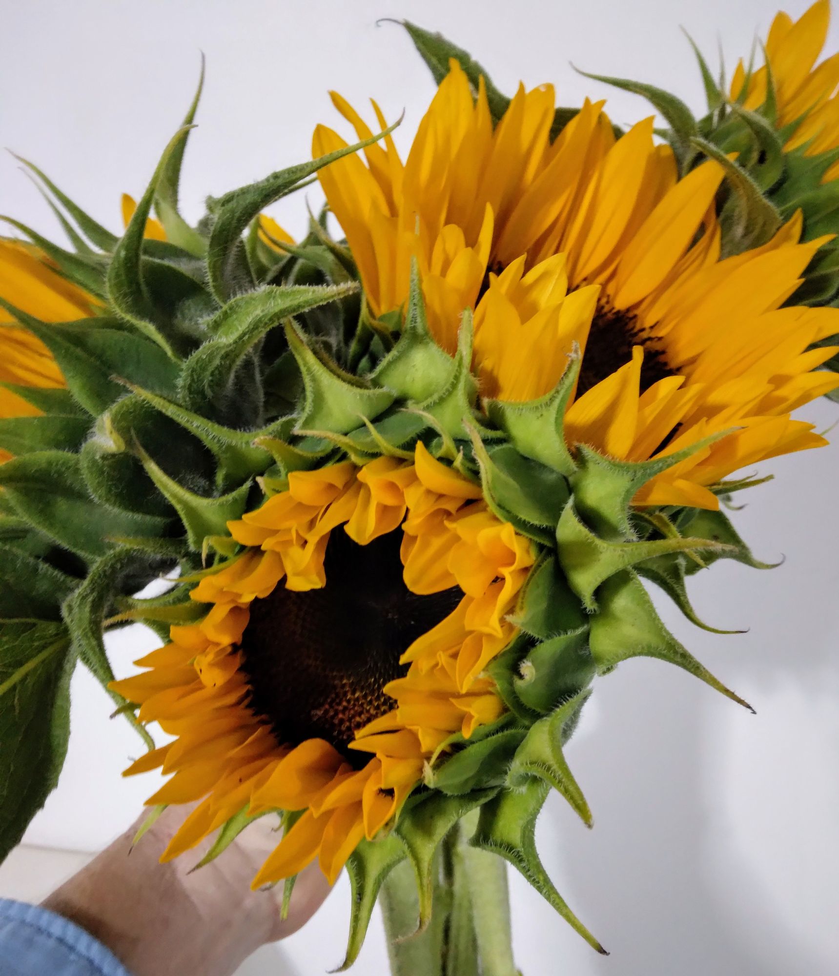 HELIANTHUS annuus Zohar