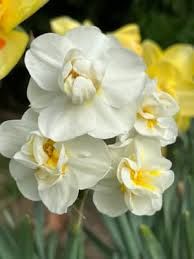 NARCISSUS Cheerfulness