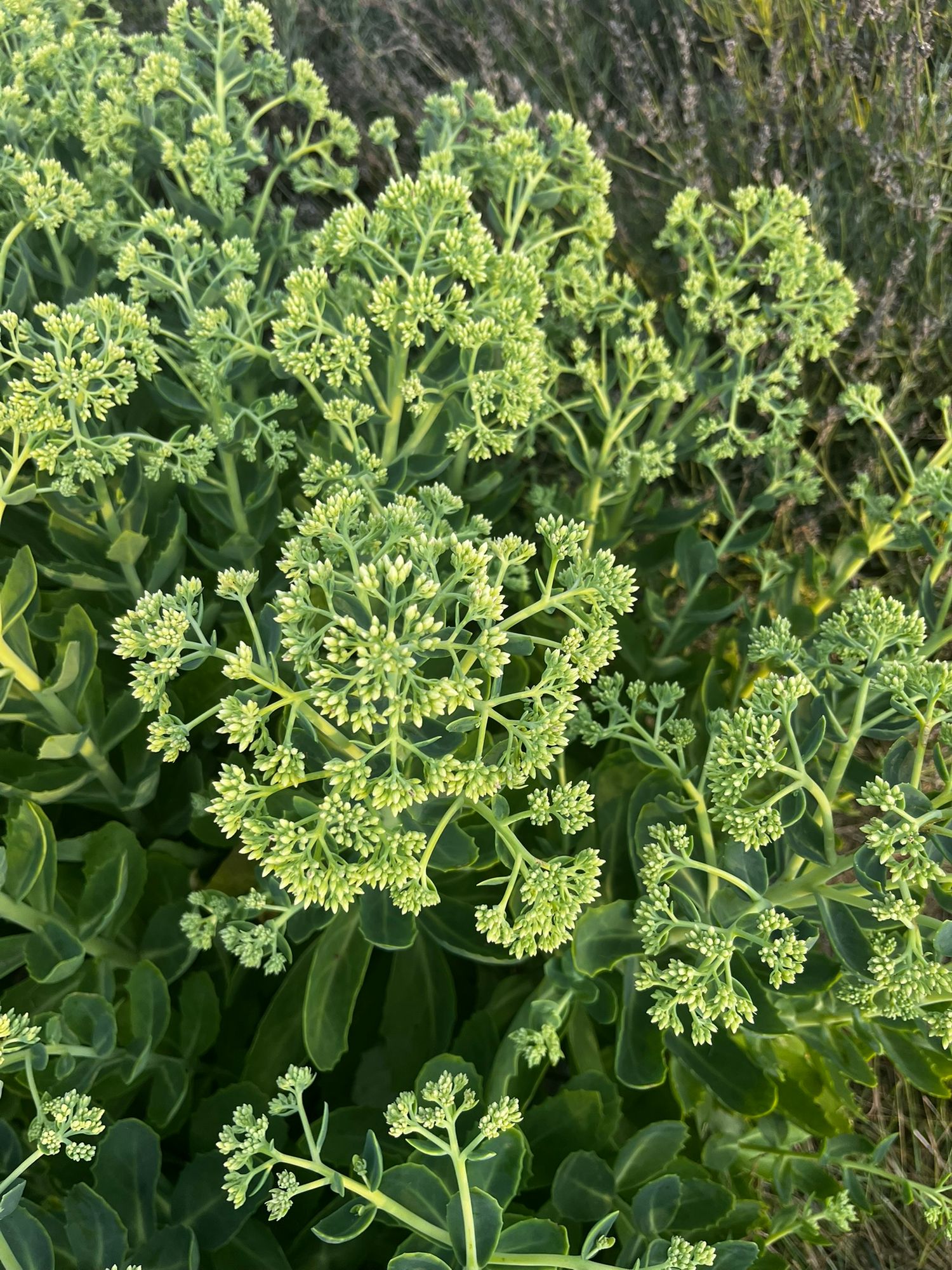 HYLOTELEPHIUM spectabile Autumn Joy