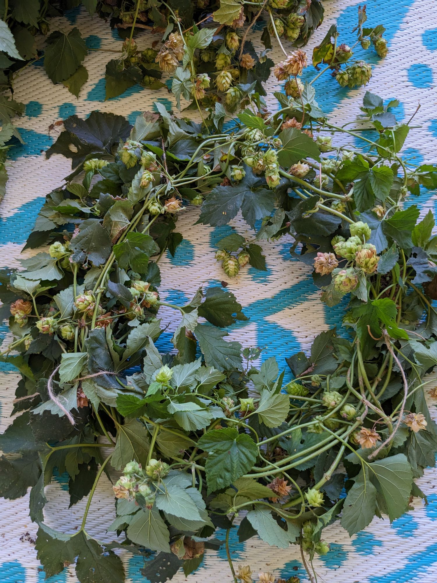 HUMULUS lupulus