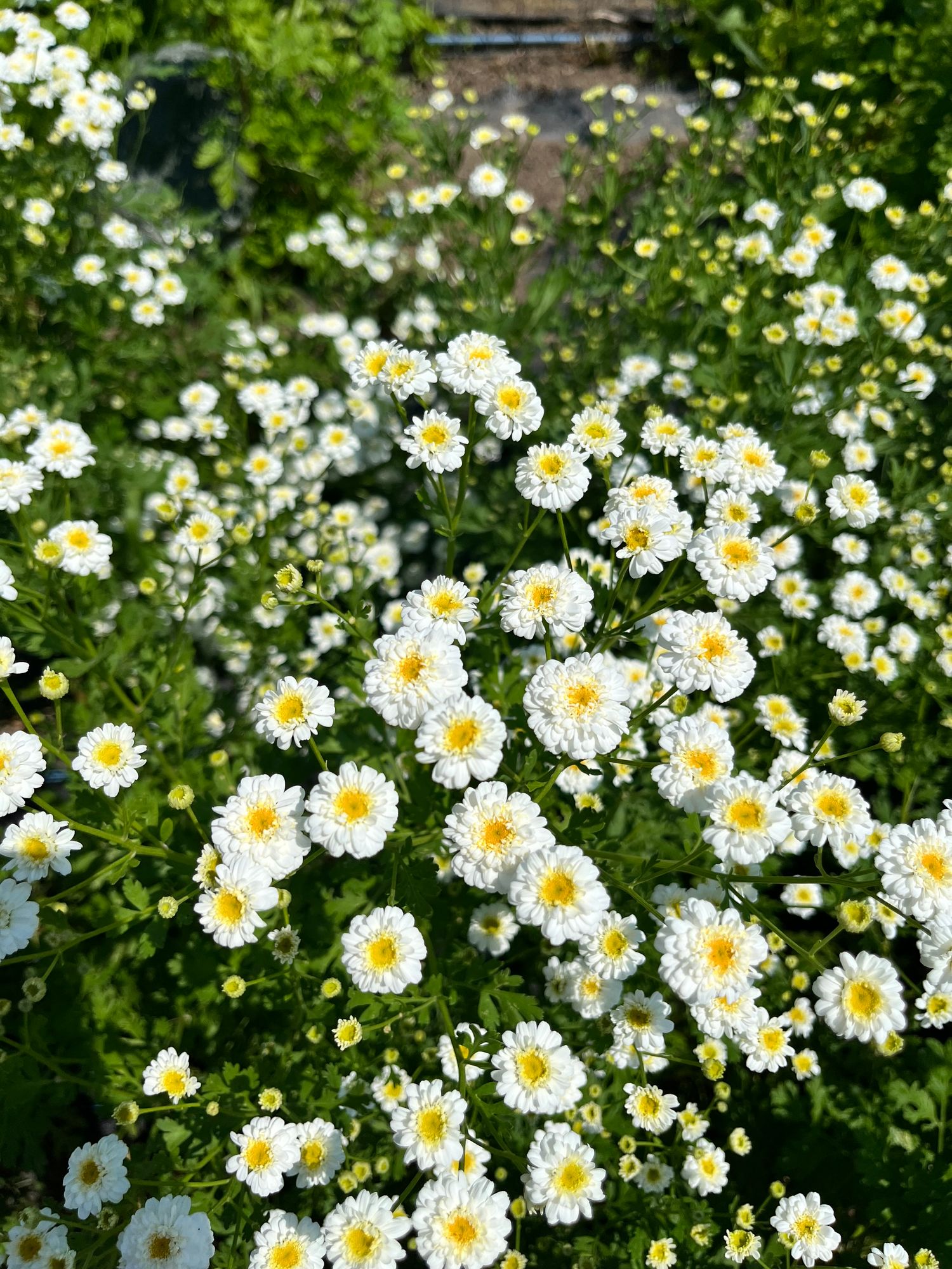 TANACETUM parthenium Tetra