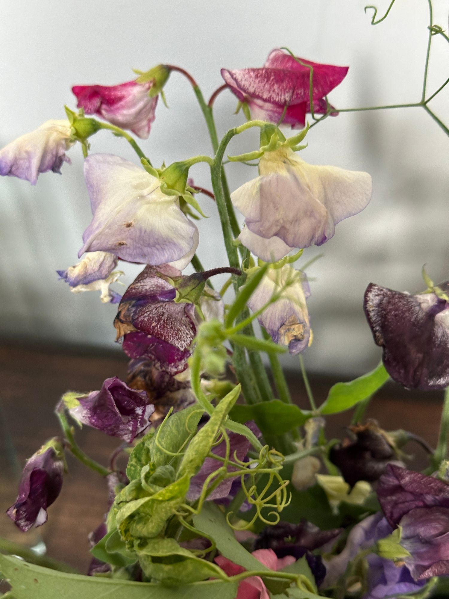 LATHYRUS odoratus
