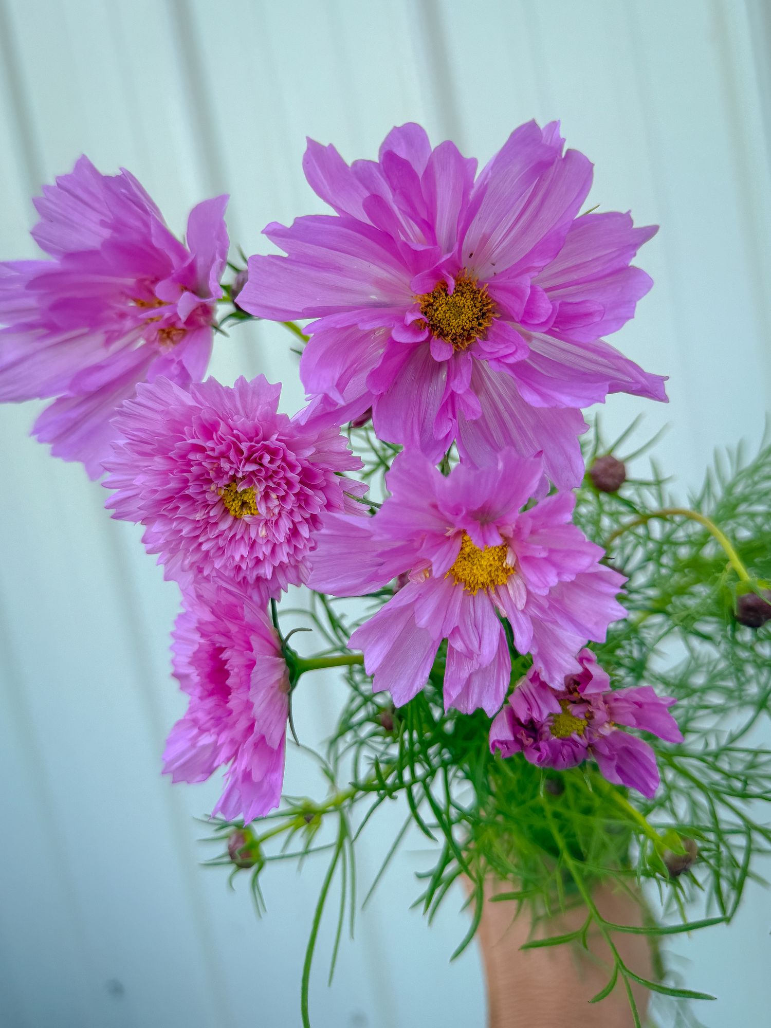 COSMOS bipinnatus Double Click Rose Bon Bon