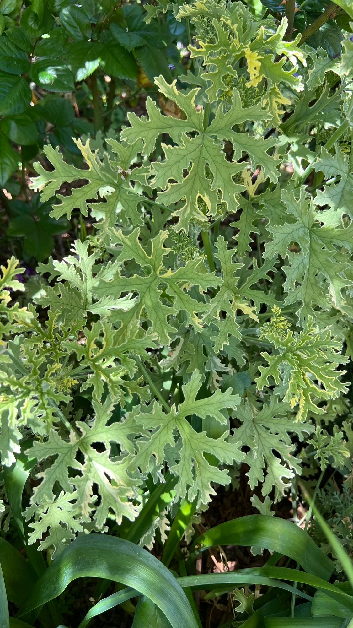 PELARGONIUM graveolens