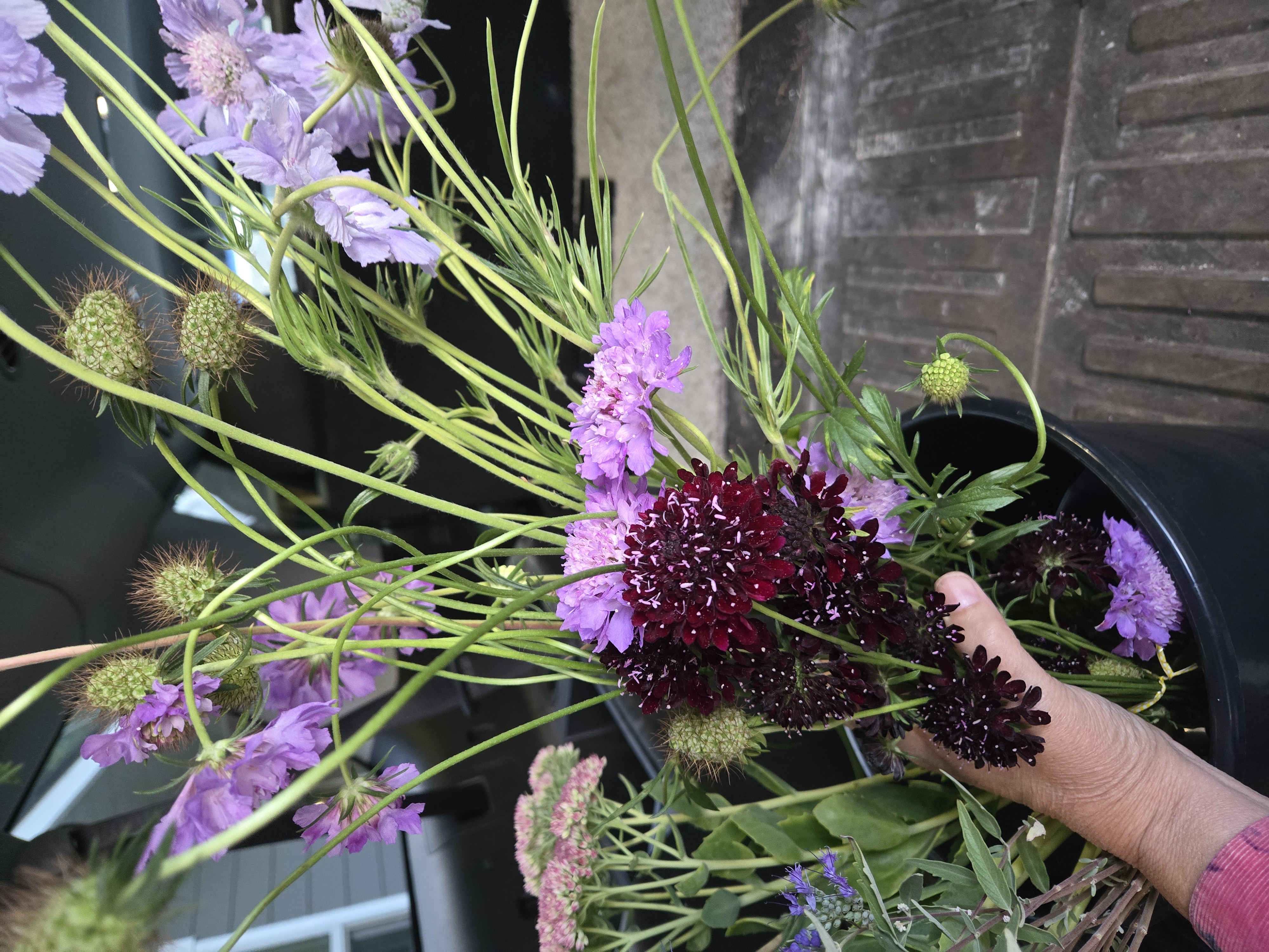 SCABIOSA