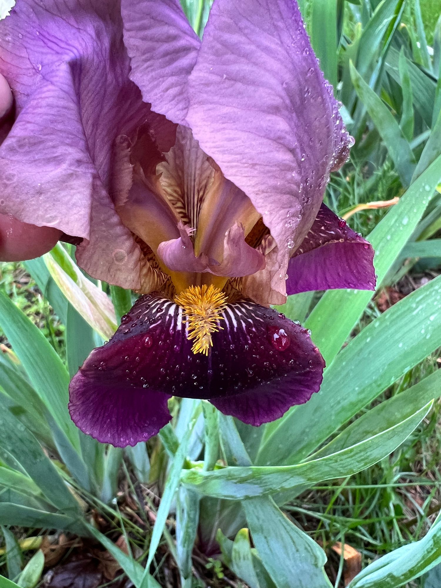 IRIS germanica