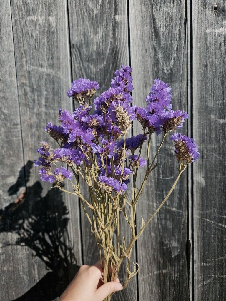 LIMONIUM sinuatum Sinuet Orizon Violet