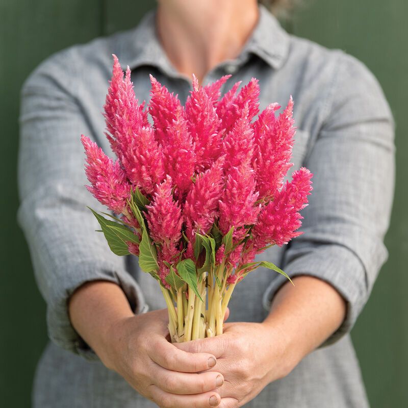 CELOSIA argentea var. plumosa Sunday Bright Pink