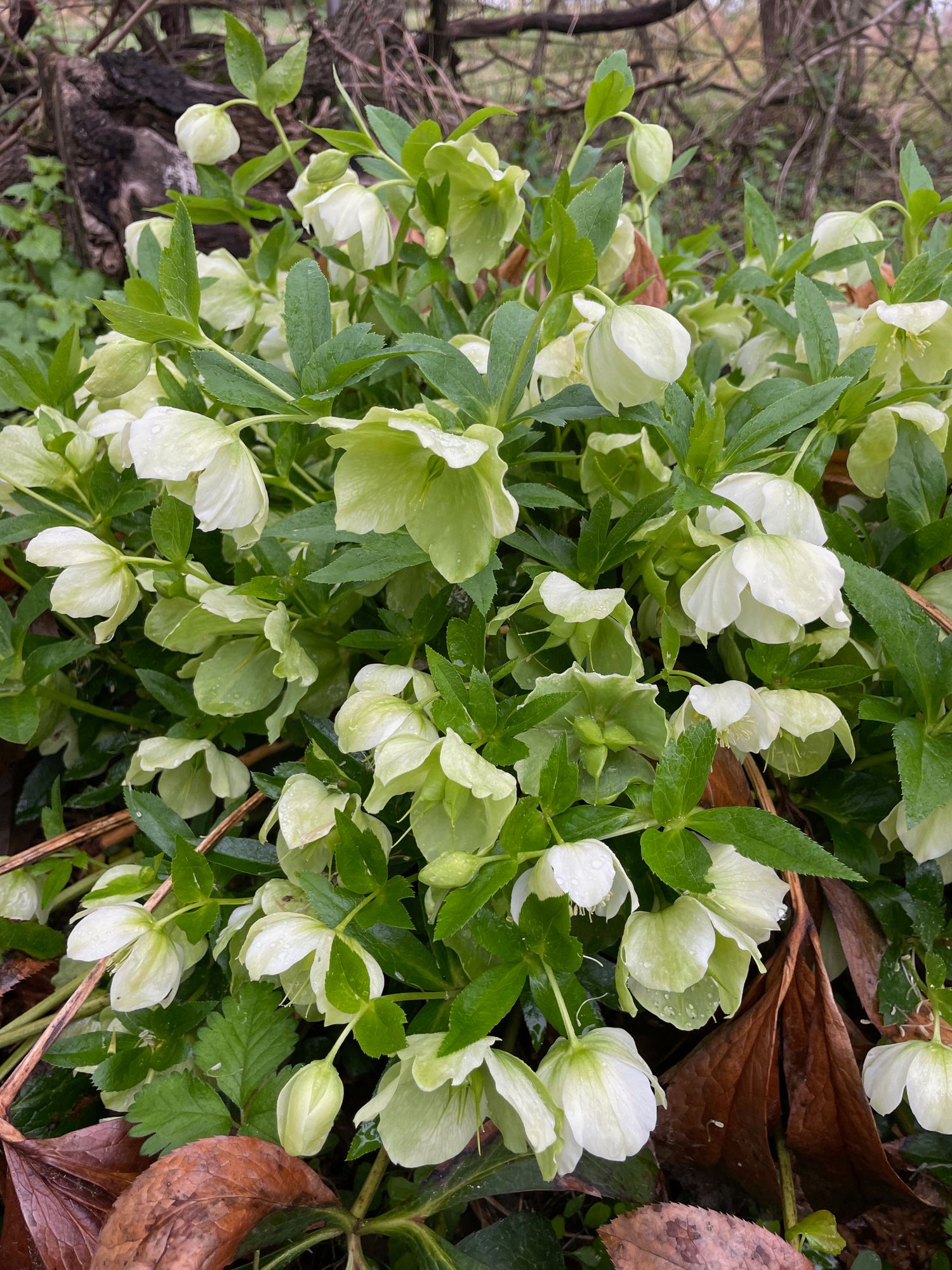 HELLEBORUS x hybridus