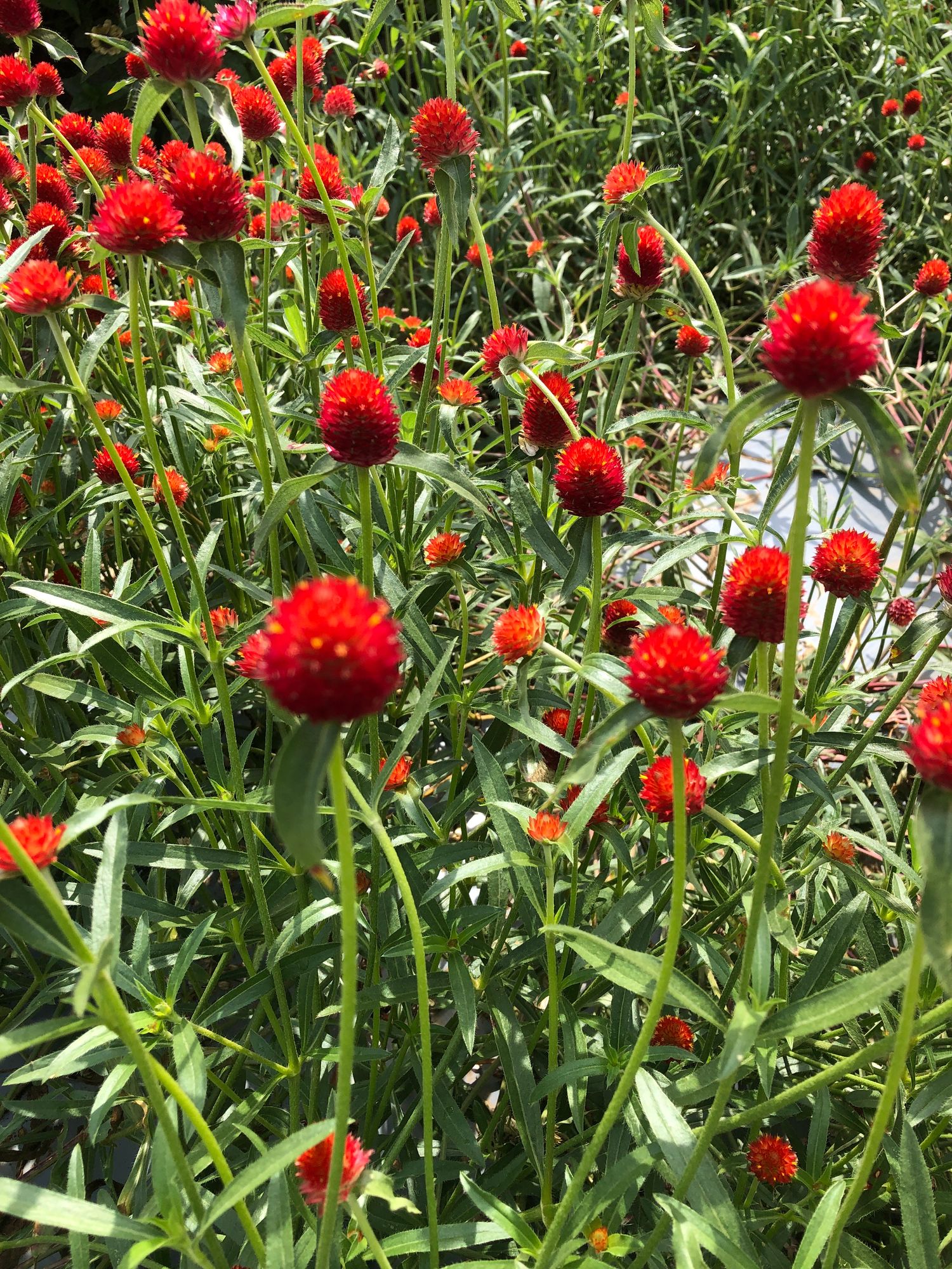 GOMPHRENA haageana Strawberry Fields